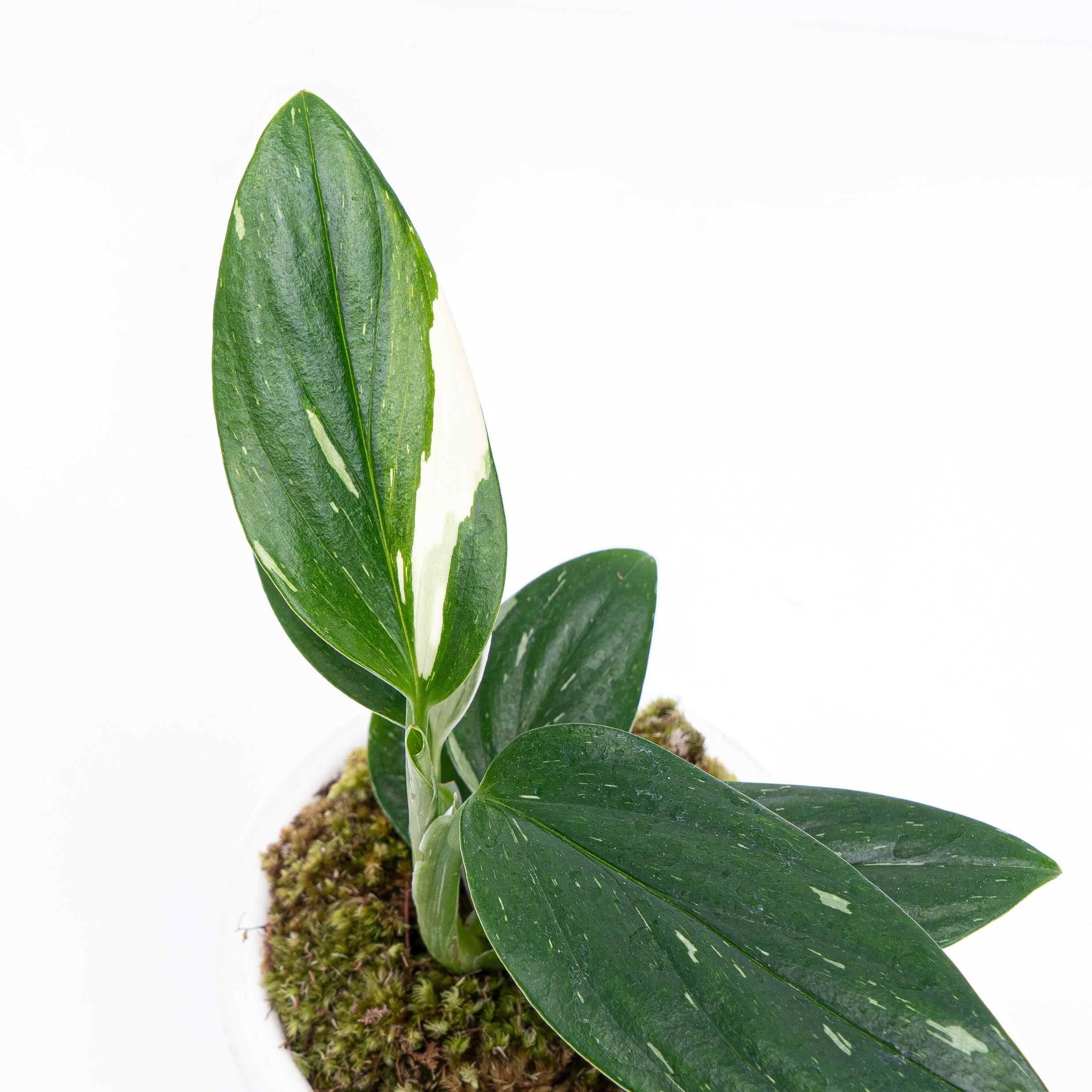 Monstera Standleyana - Image 3