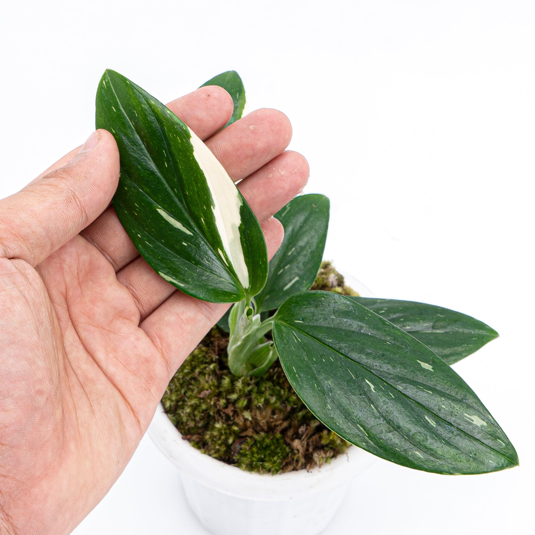 Monstera Standleyana - Image 4