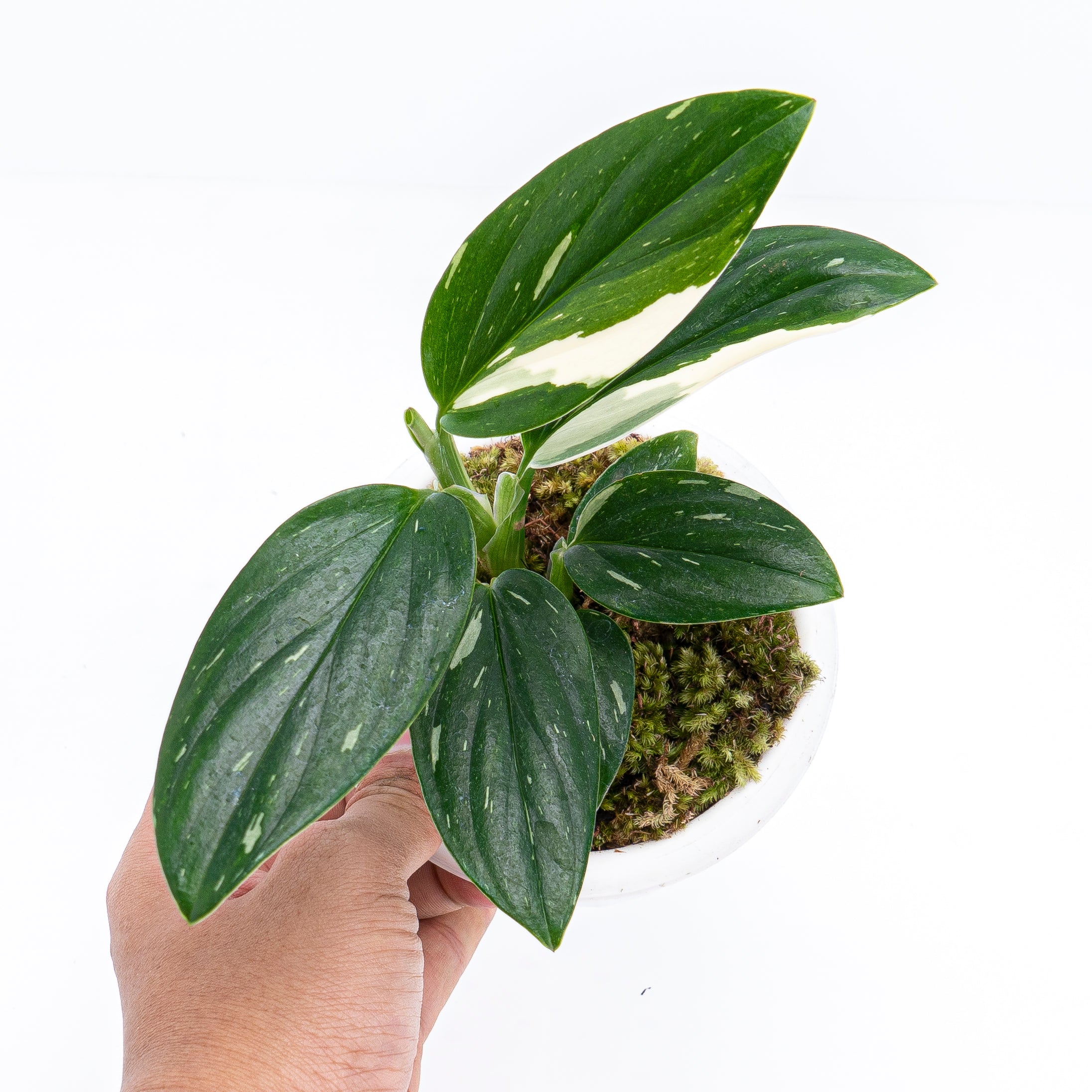 Monstera Standleyana - Image 5