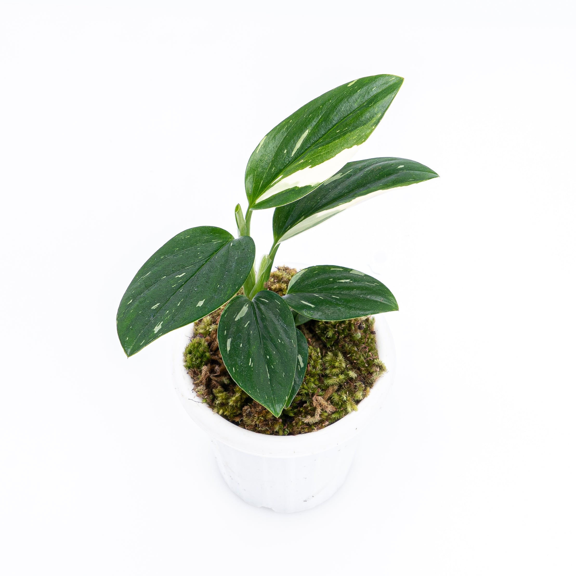 Monstera Standleyana - Image 6