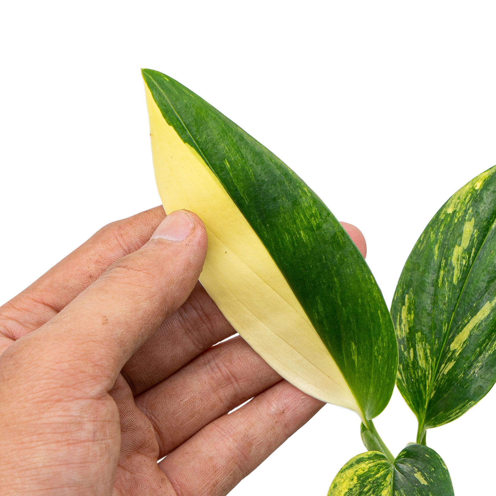 Monstera Standleyana Aurea Variegated - Image 2