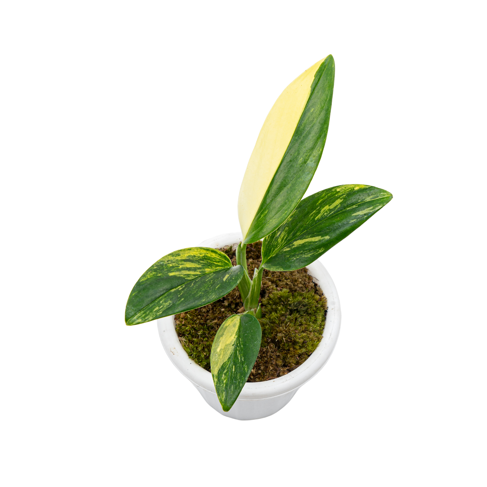 Monstera Standleyana Aurea Variegated - Image 3