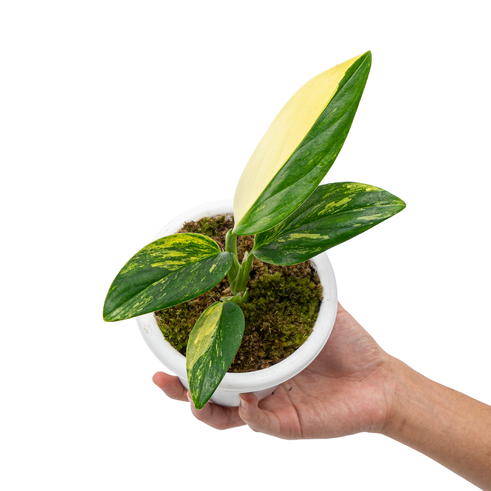 Monstera Standleyana Aurea Variegated - Image 4