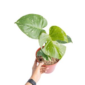 Monstera thai constellation