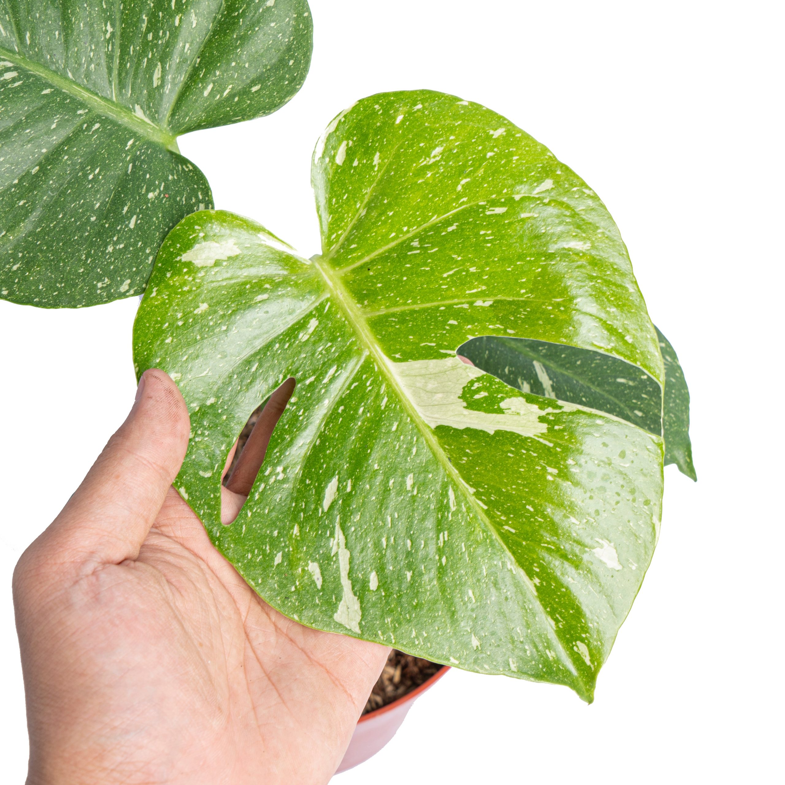 Monstera thai constellation - Image 2