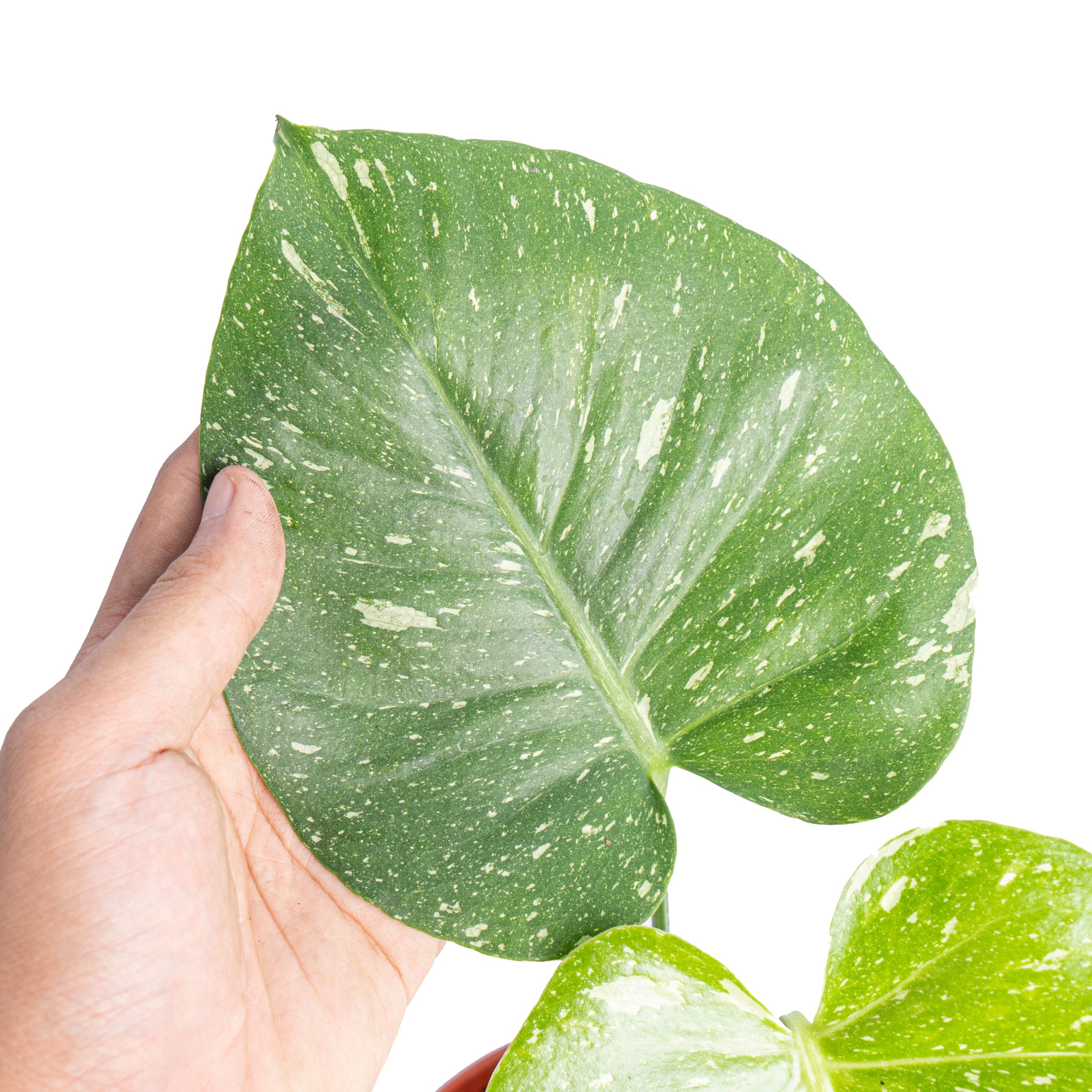 Monstera thai constellation - Image 3