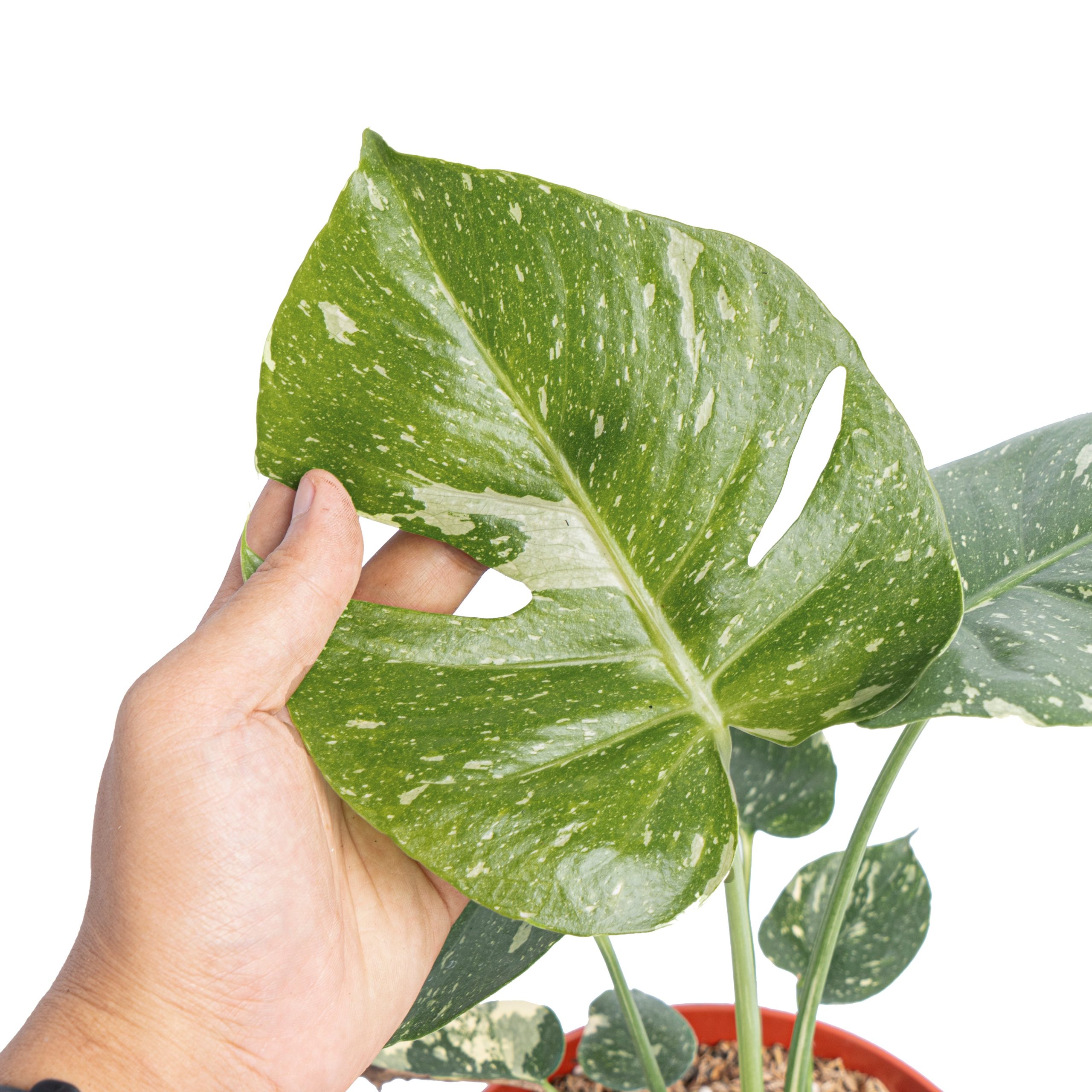 Monstera thai constellation - Image 4