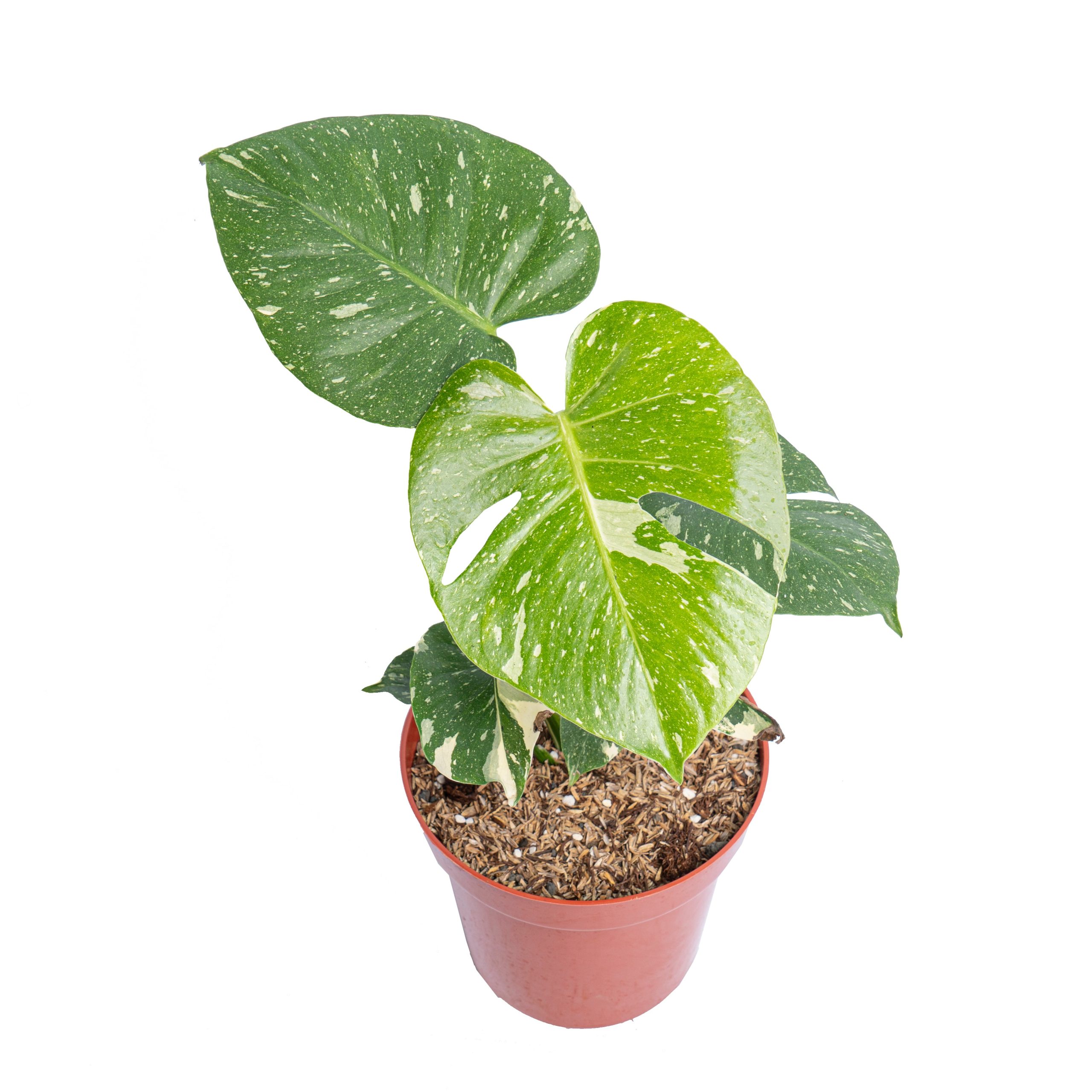 Monstera thai constellation - Image 5
