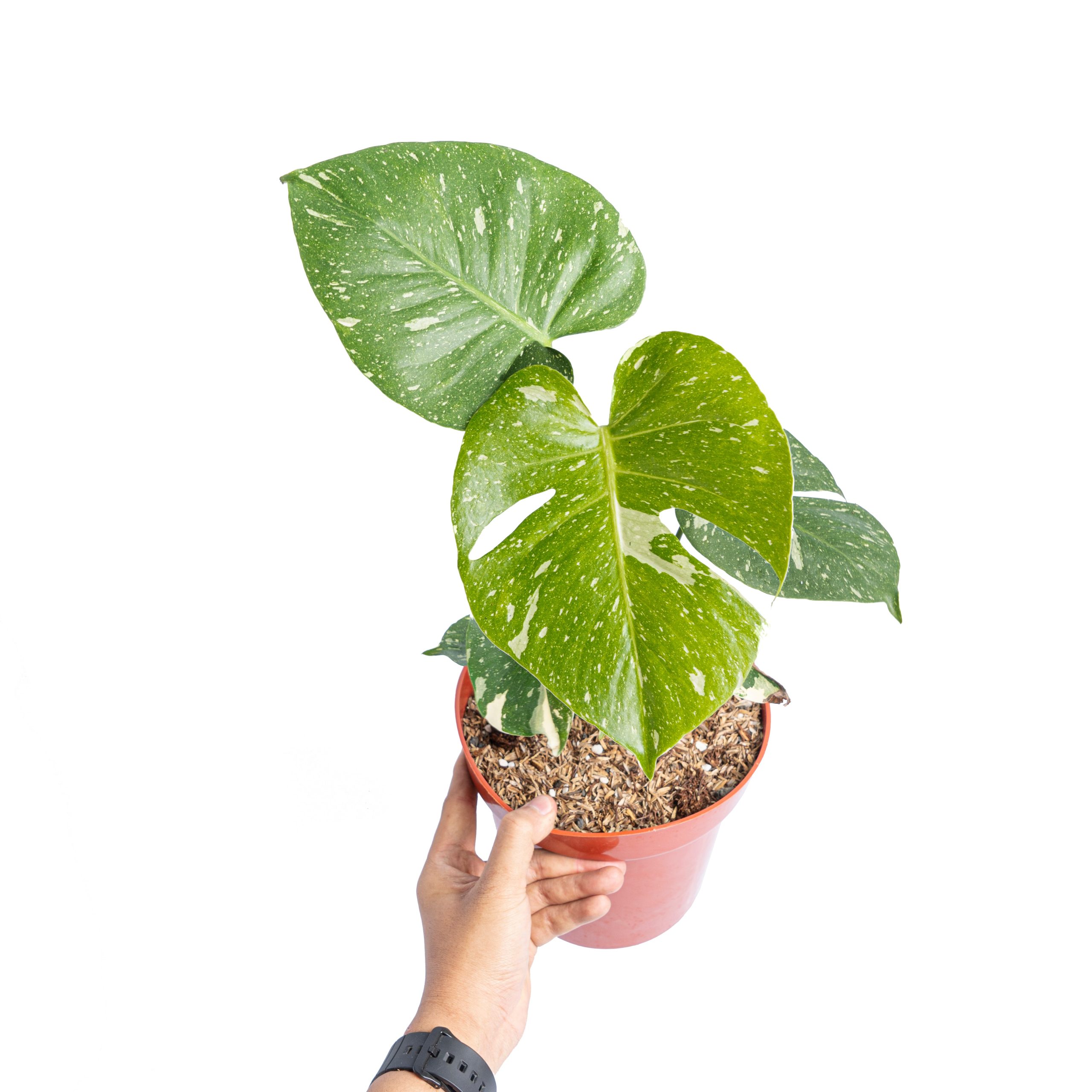 Monstera thai constellation - Image 6