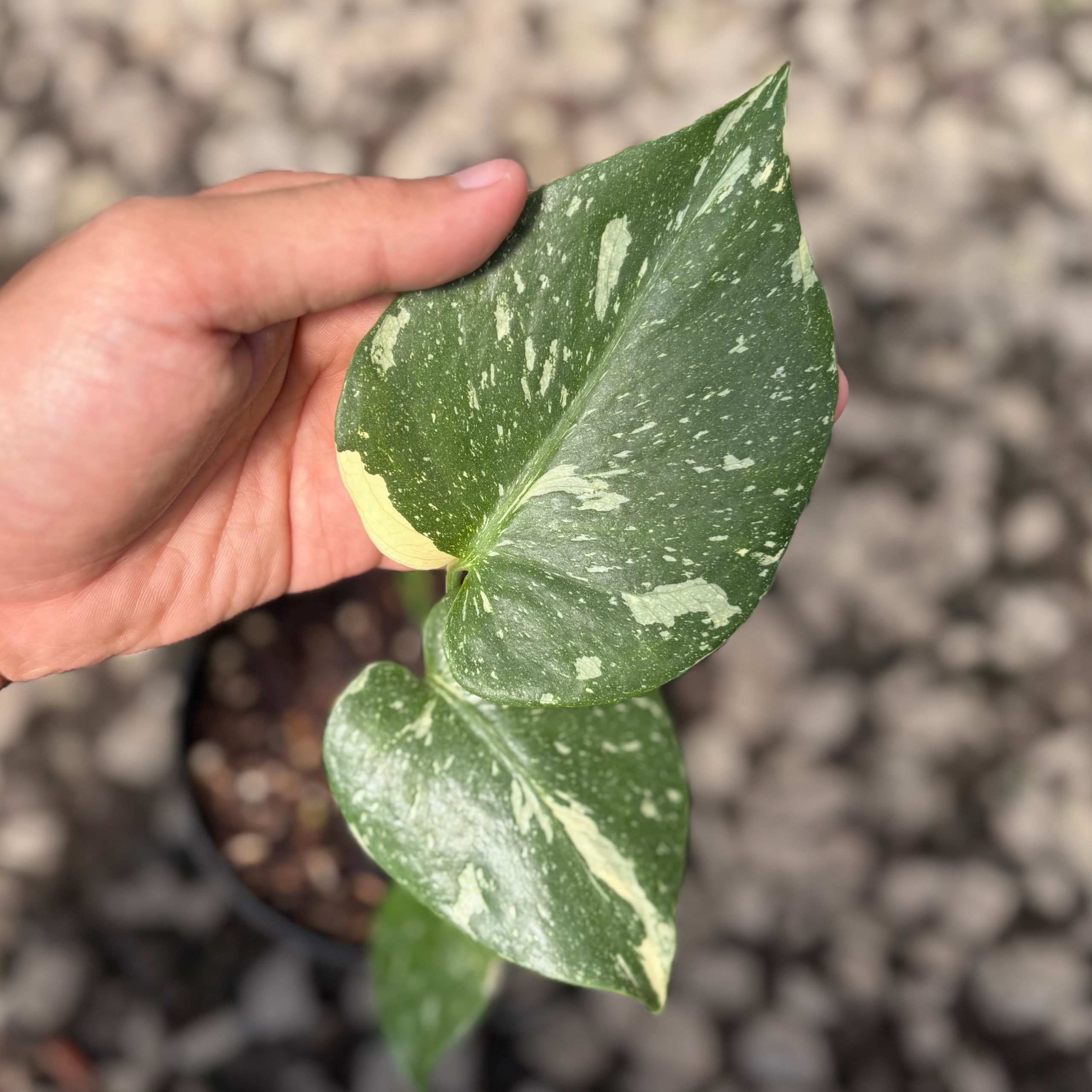 Monstera Thai Constellation small - Image 2