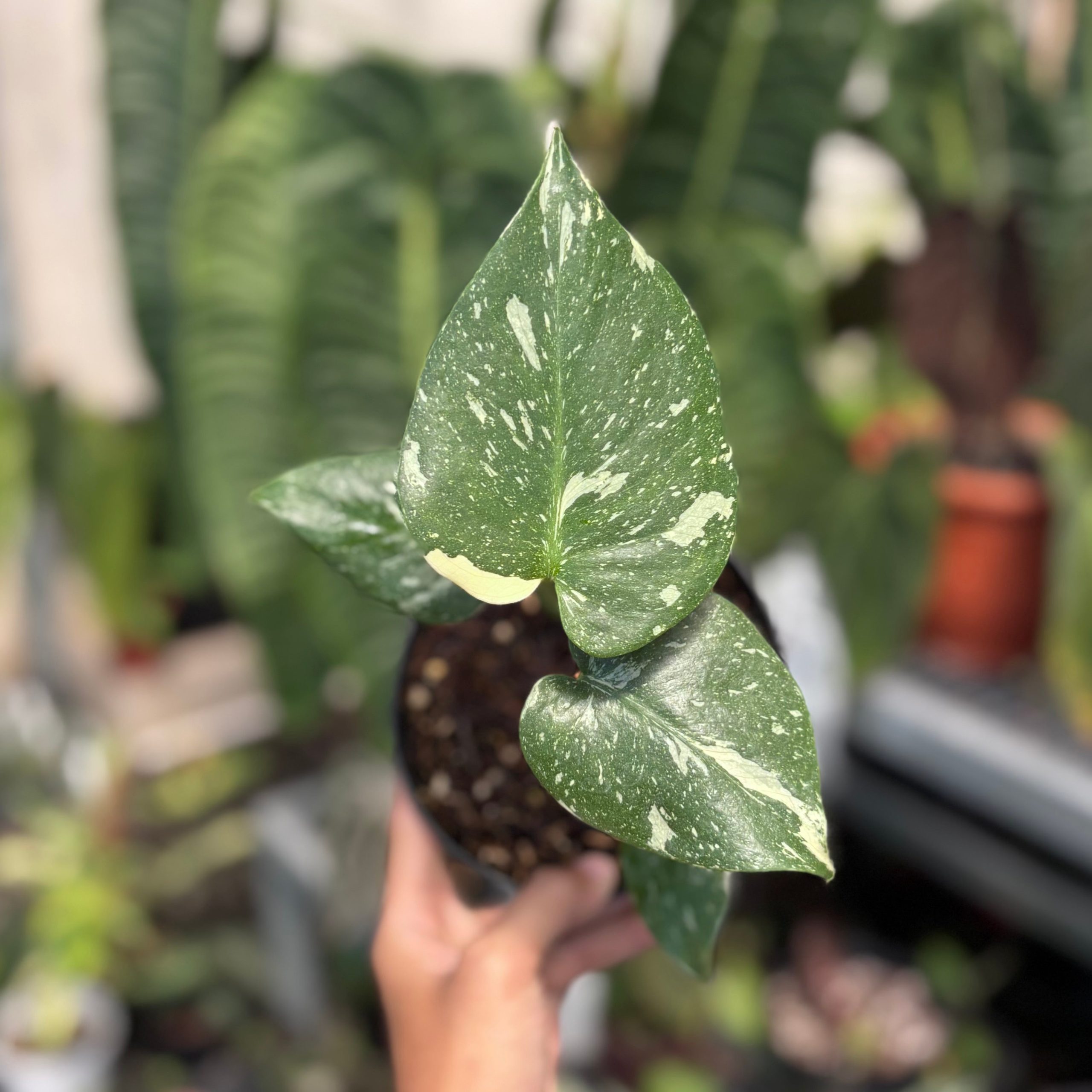 Monstera Thai Constellation small - Image 3