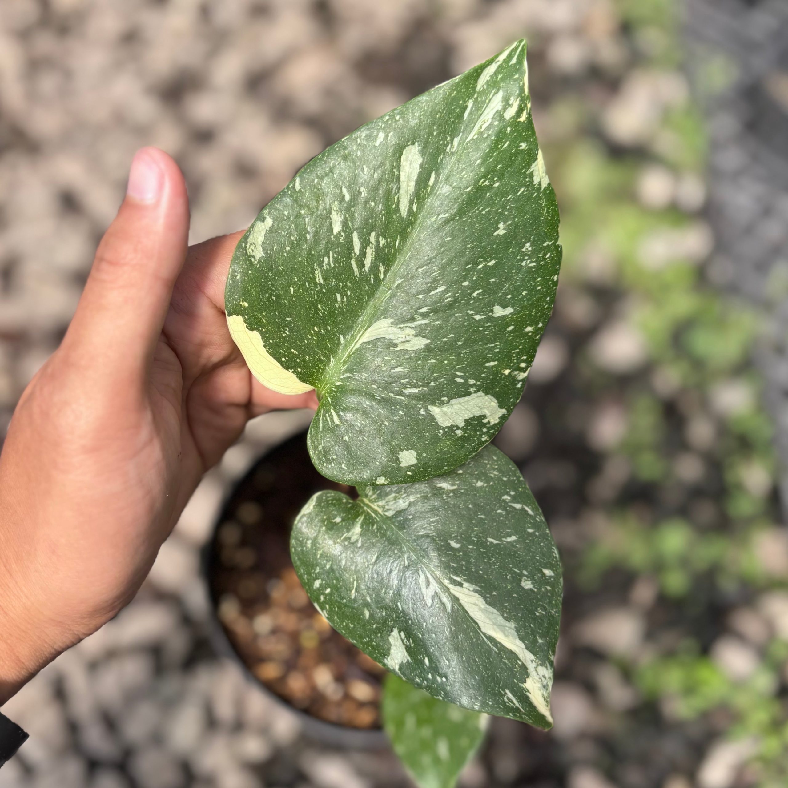 Monstera Thai Constellation small - Image 4