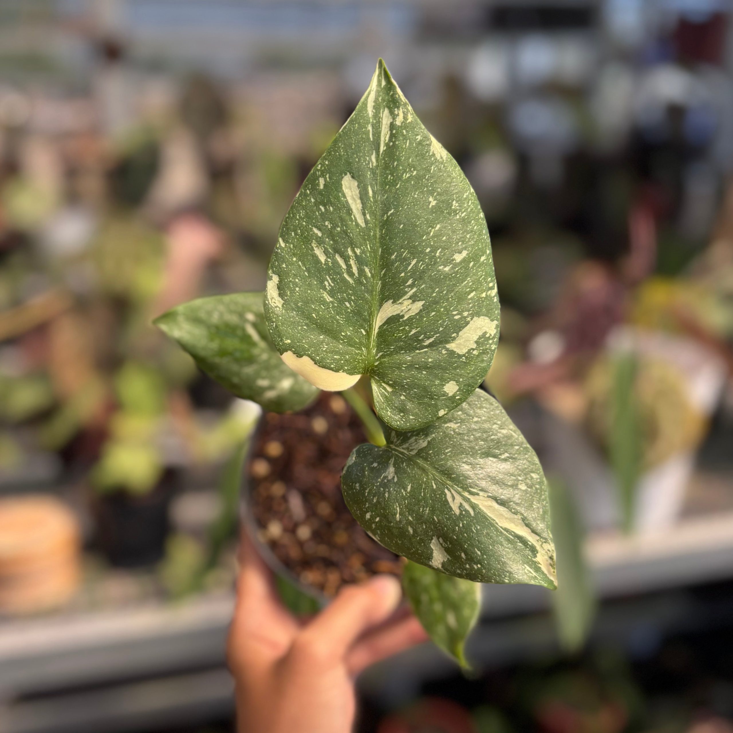 Monstera Thai Constellation small - Image 5