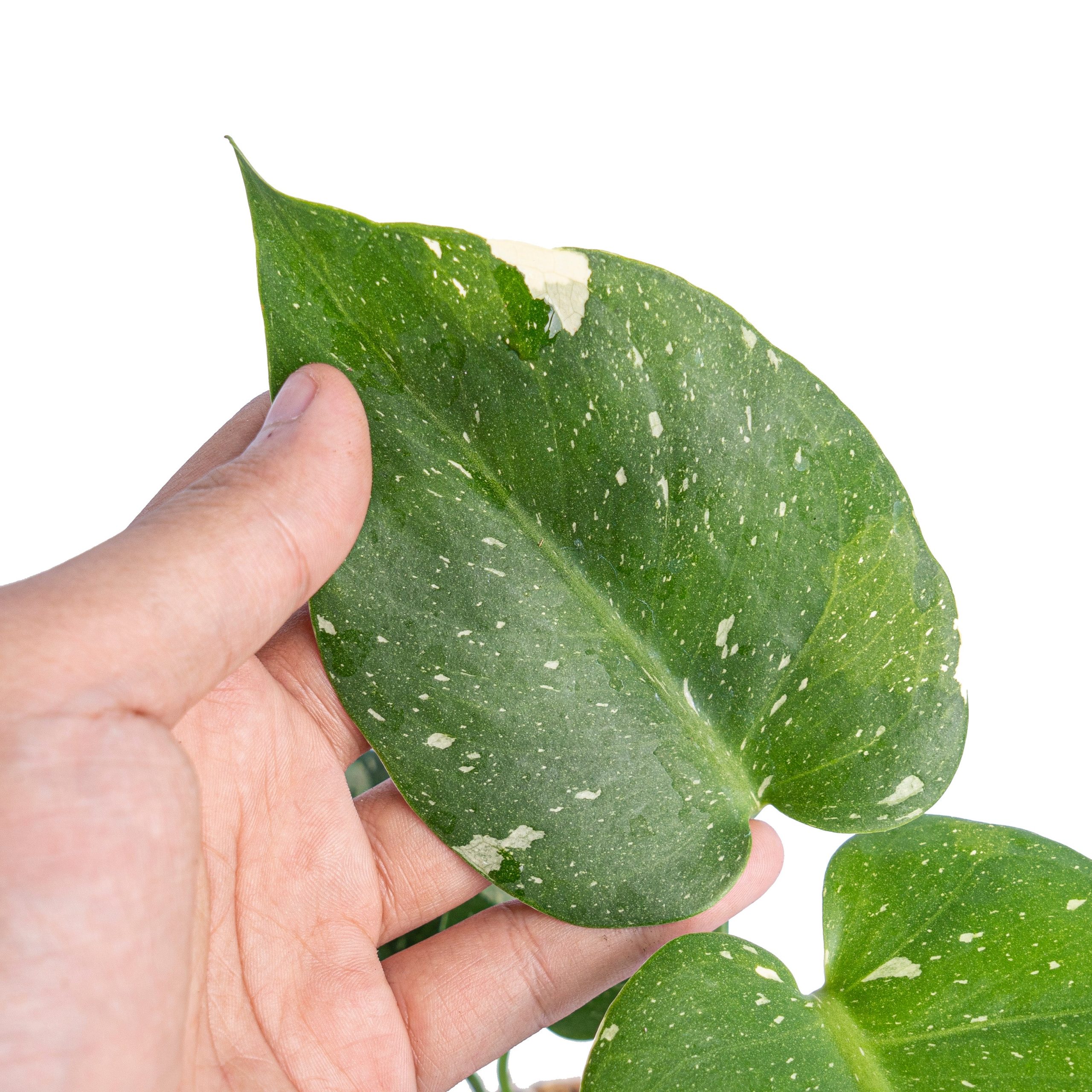 Monstera Thai Constellation small - Image 6