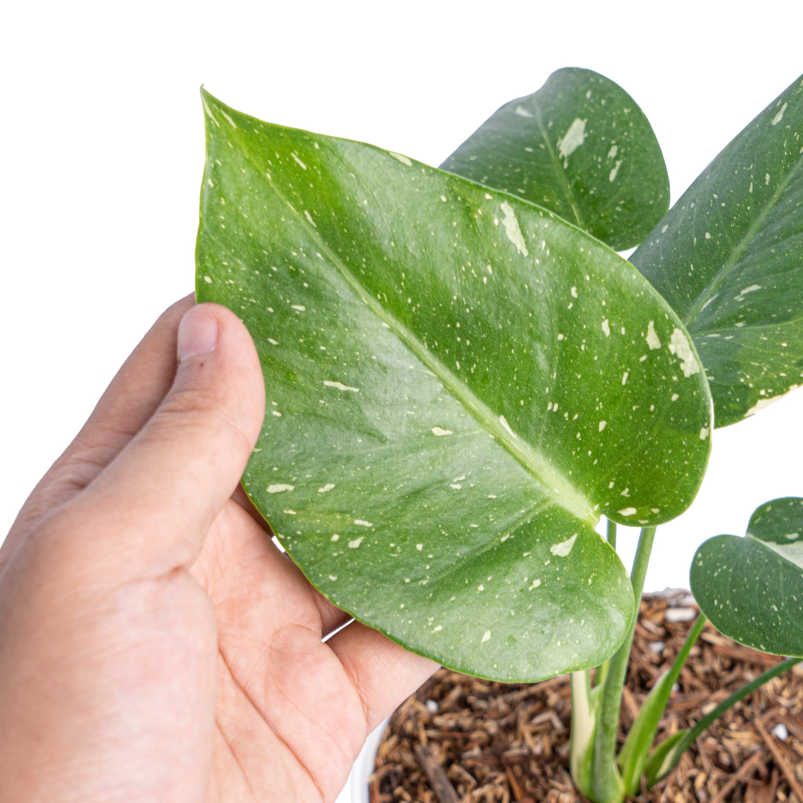 Monstera Thai Constellation small - Image 7