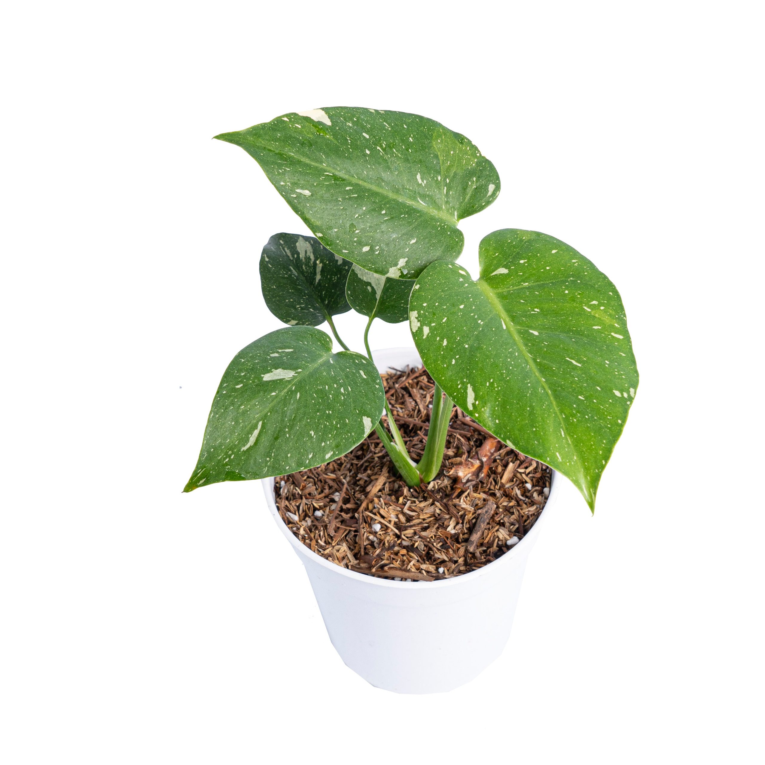 Monstera Thai Constellation small - Image 8