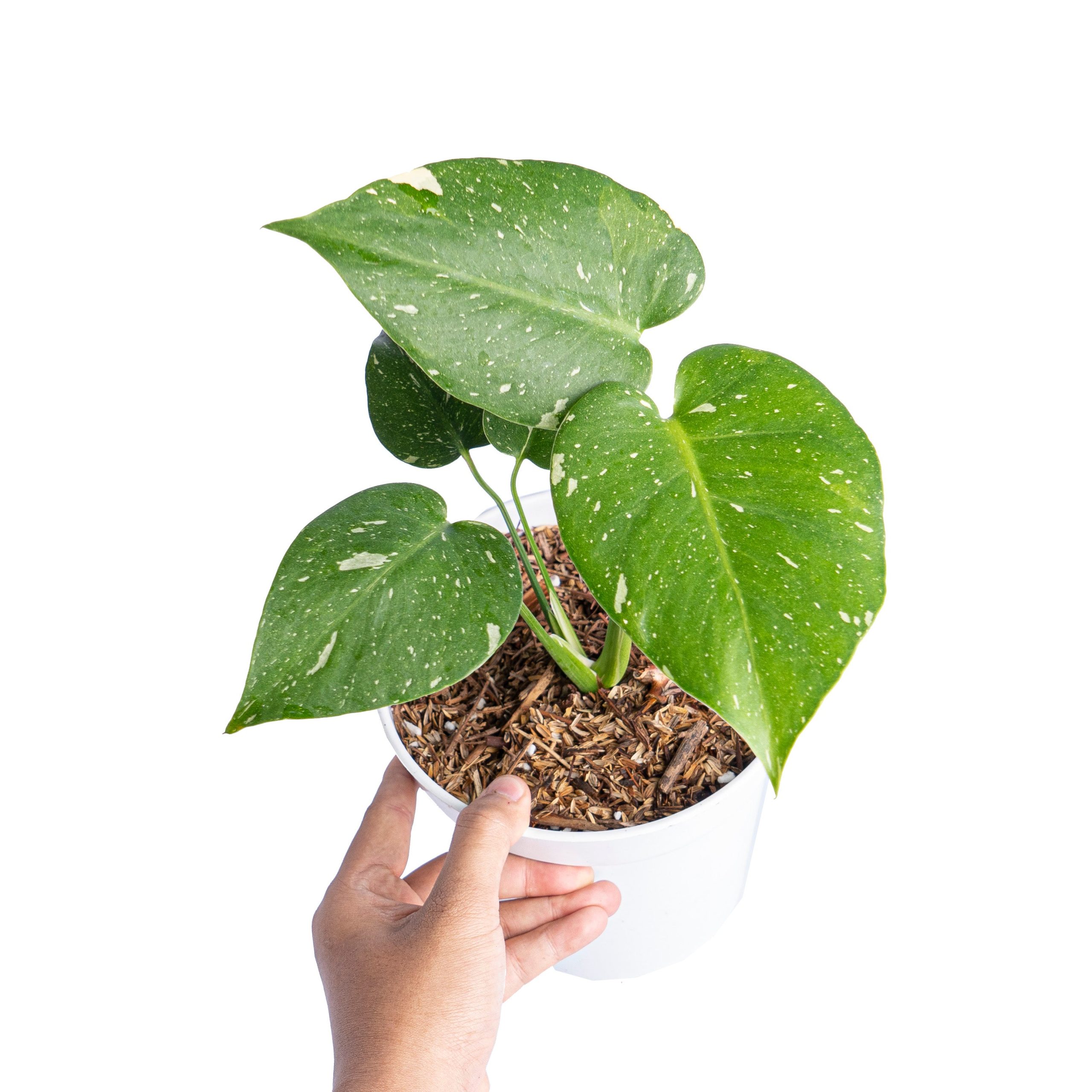 Monstera Thai Constellation small - Image 9