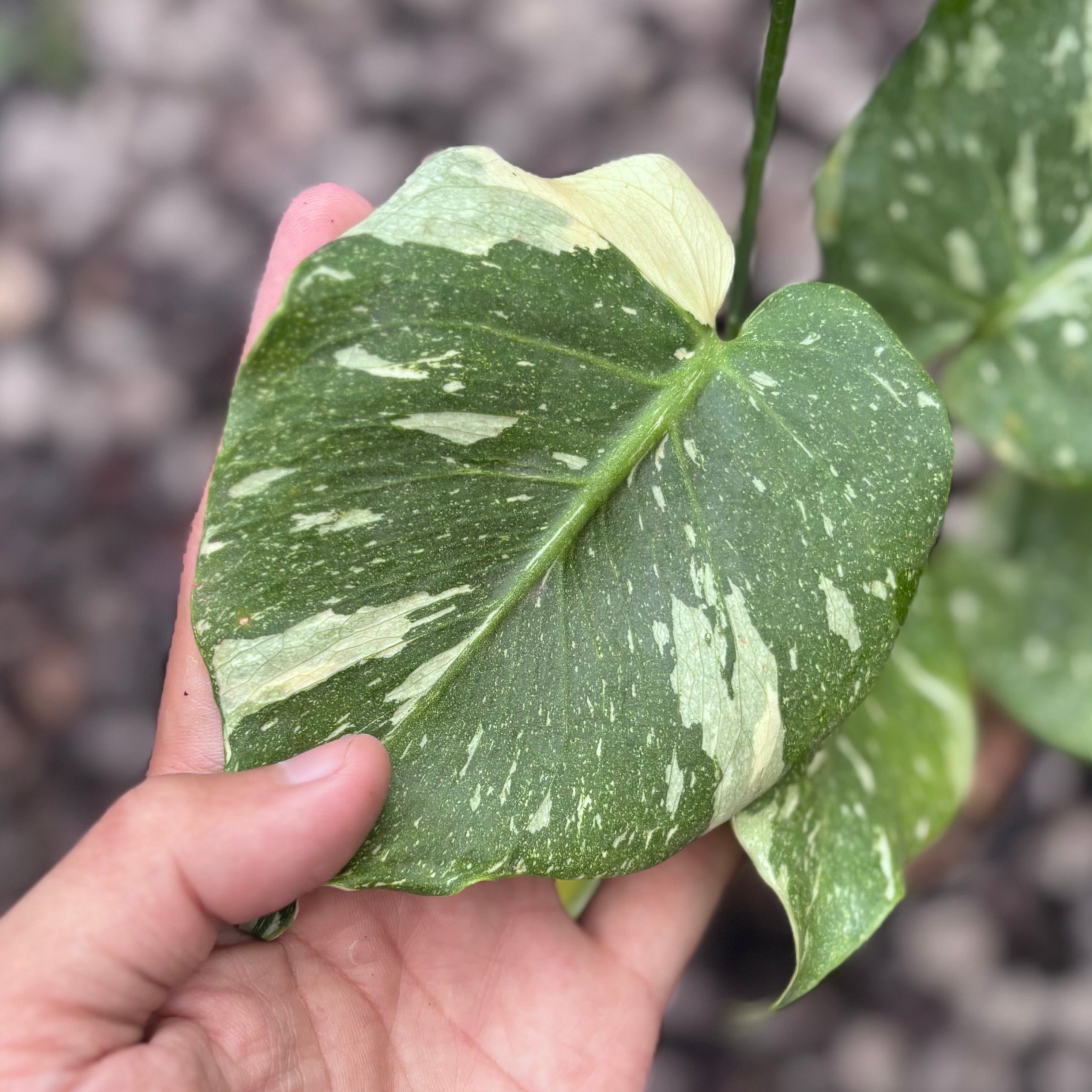 Monstera thai constellation mutation - Image 2