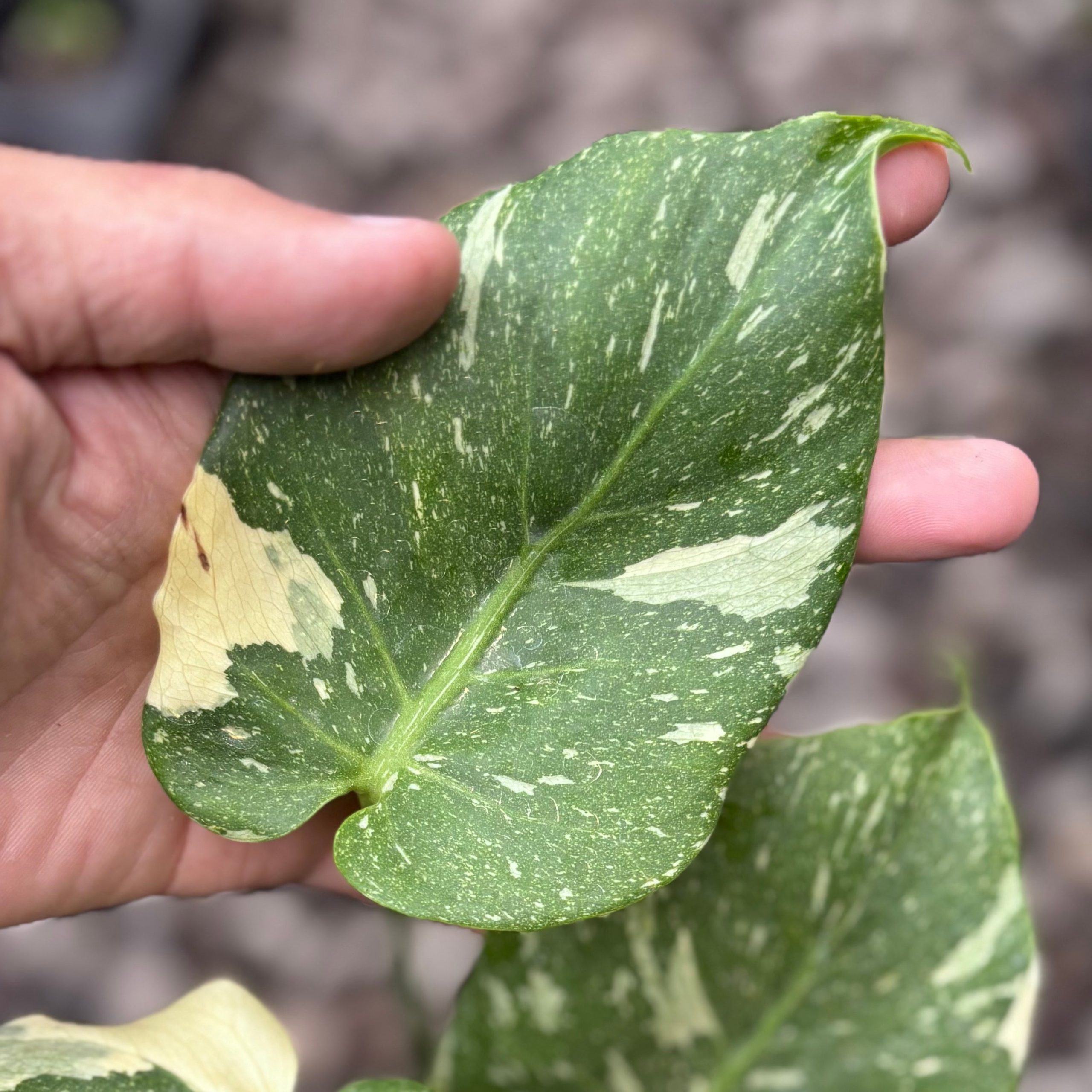 Monstera thai constellation mutation - Image 3