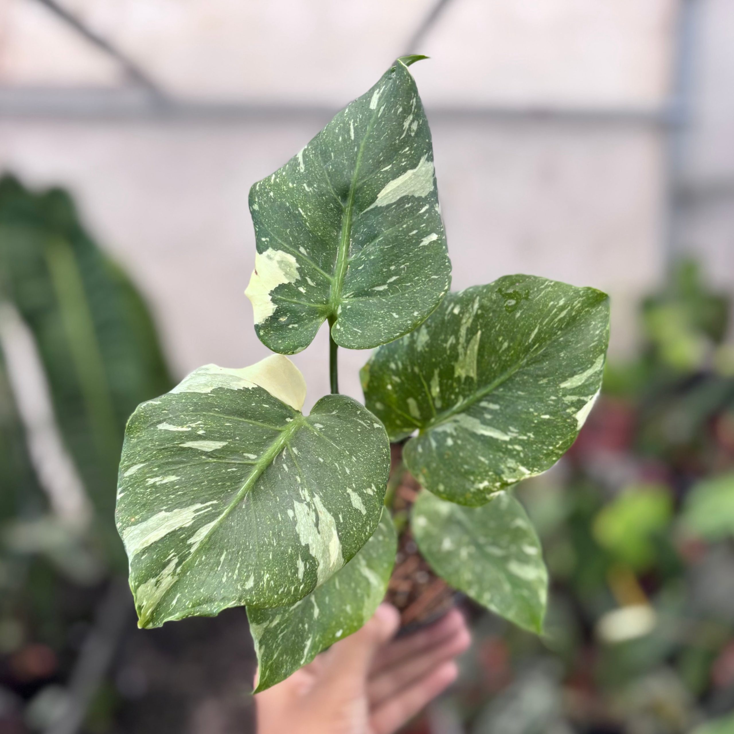 Monstera thai constellation mutation - Image 4