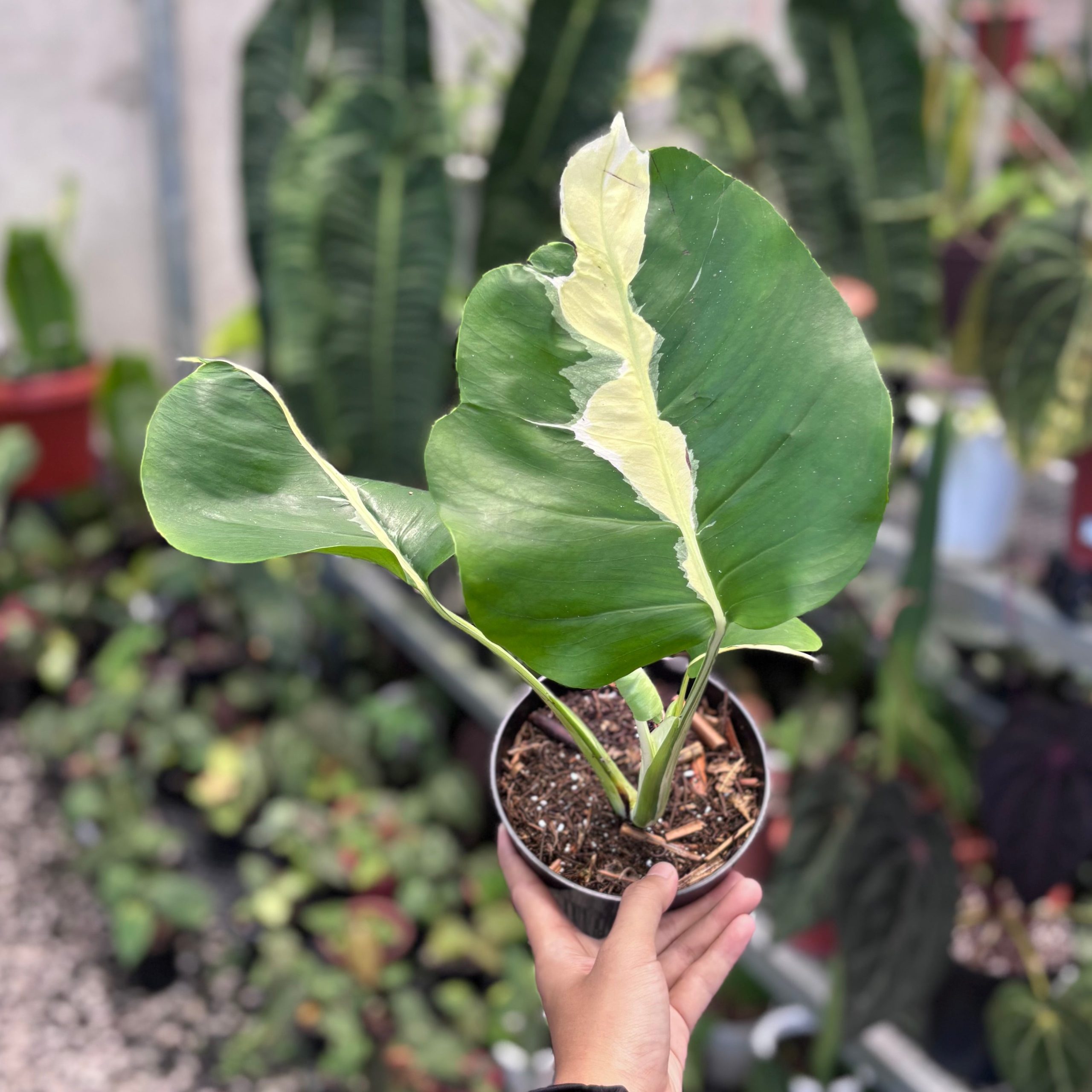 Monstera white lava
