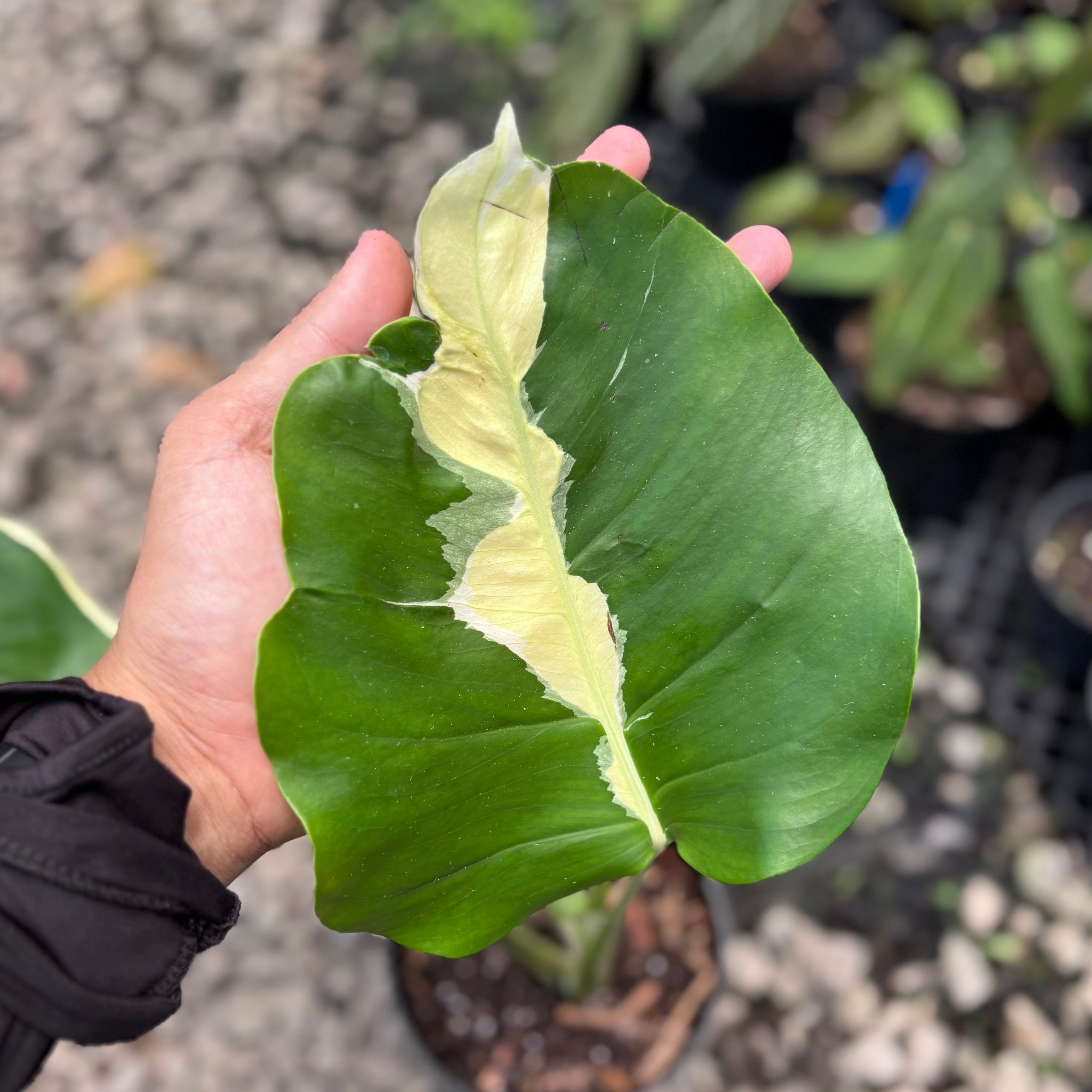 Monstera white lava - Image 2