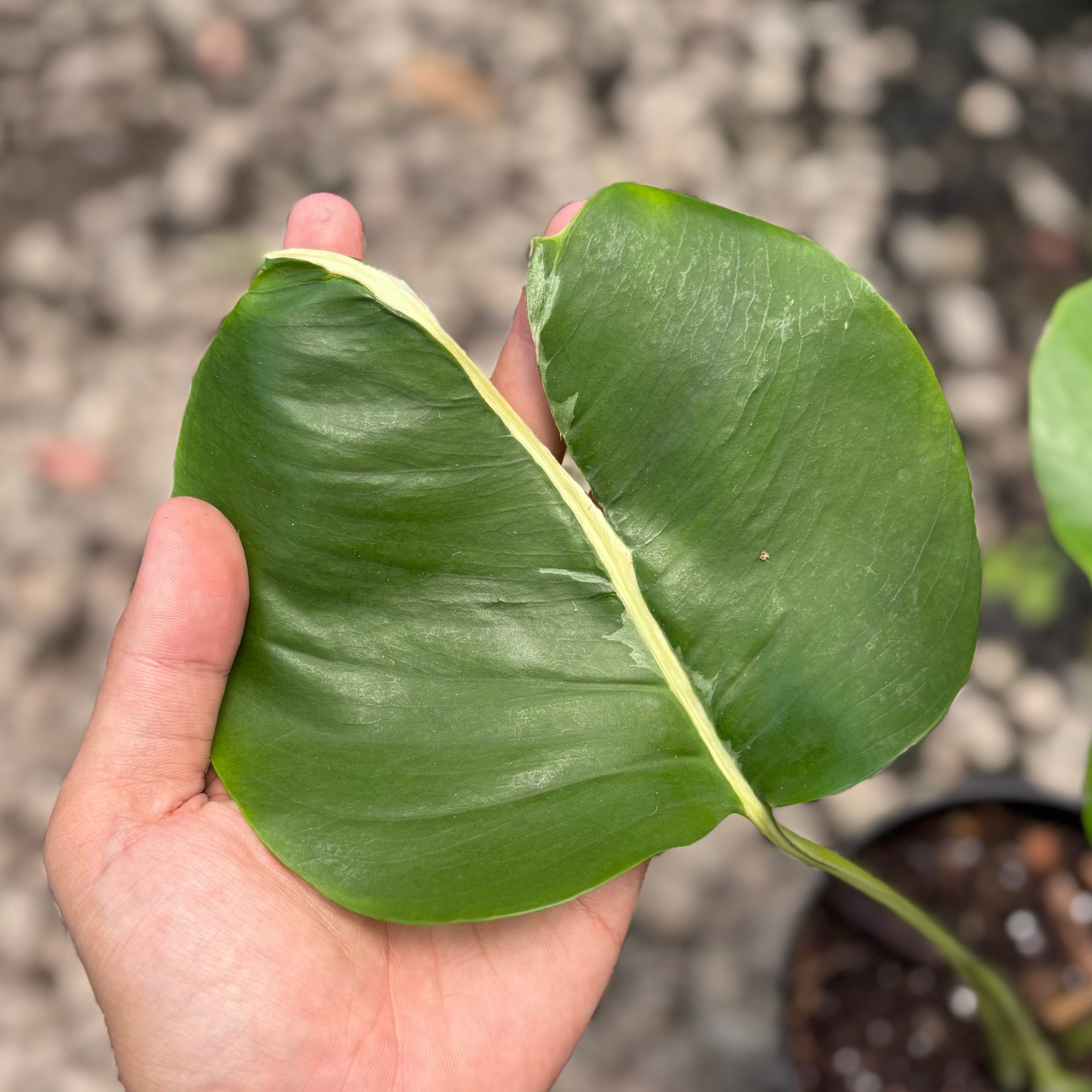 Monstera white lava - Image 3