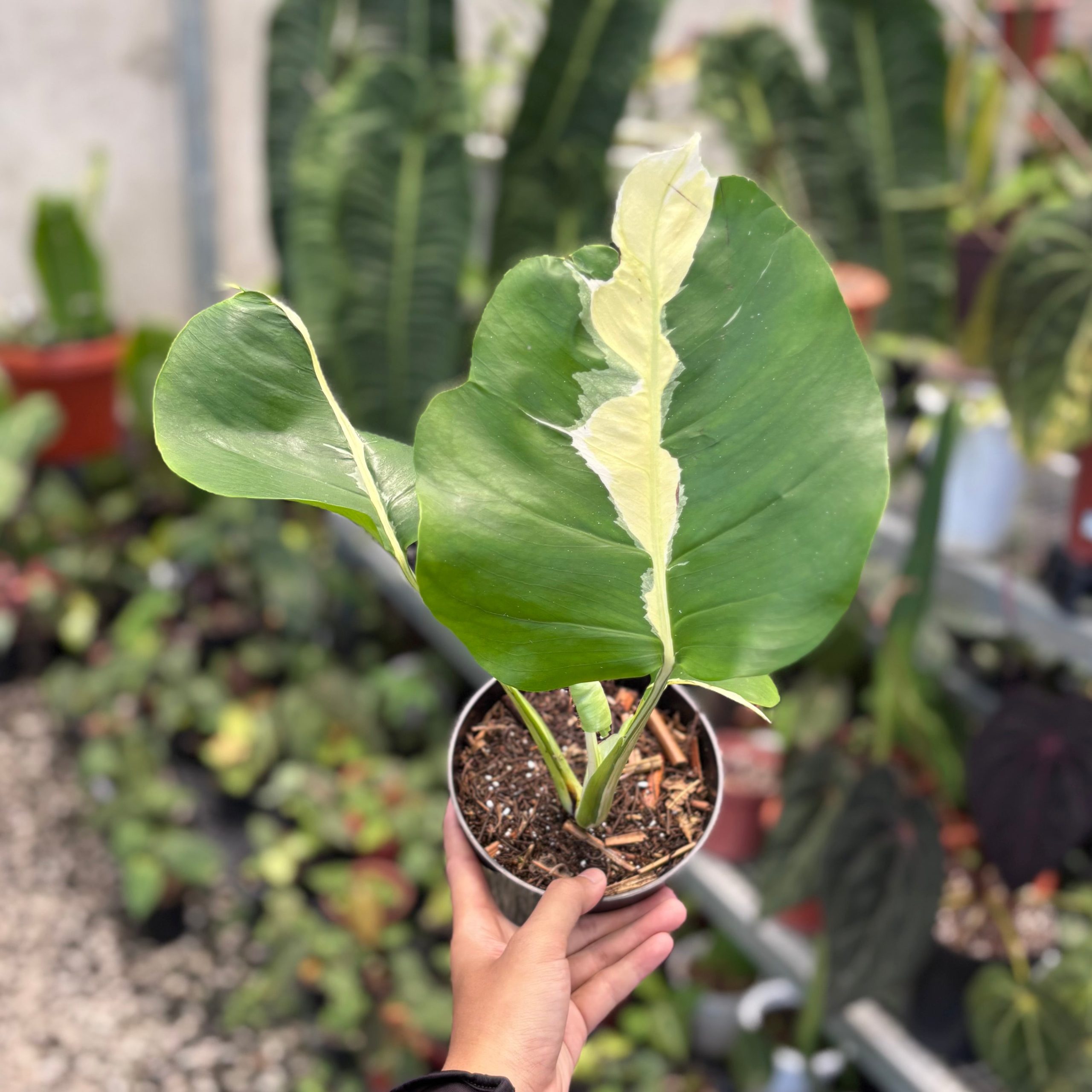 Monstera white lava - Image 4