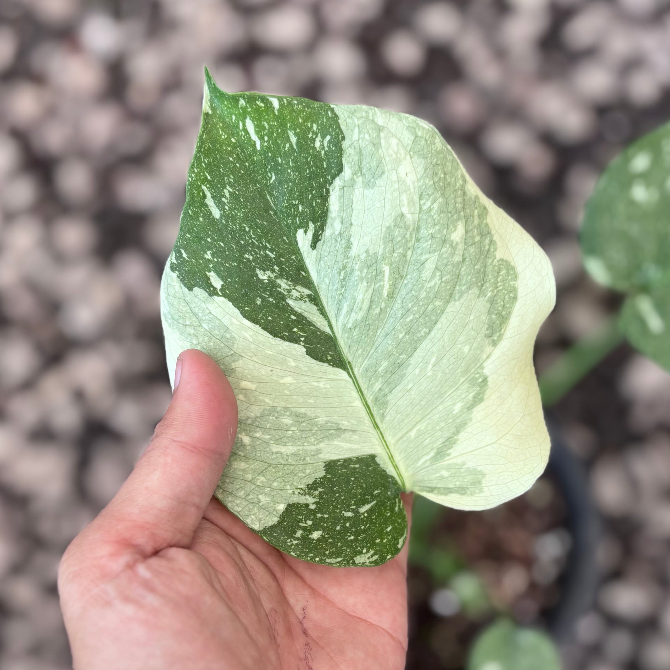 Monstera white snow variegated - Image 2