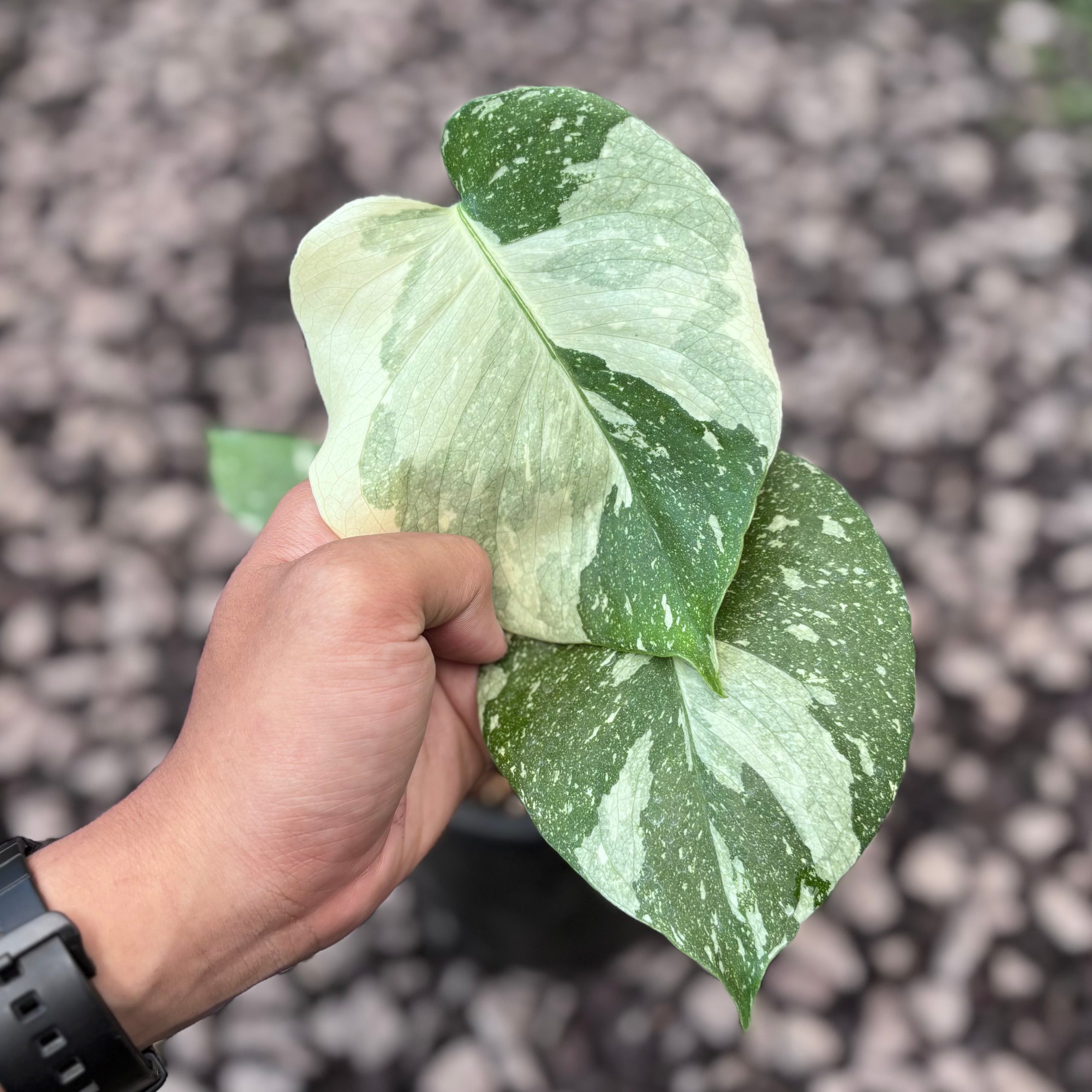 Monstera white snow variegated - Image 3