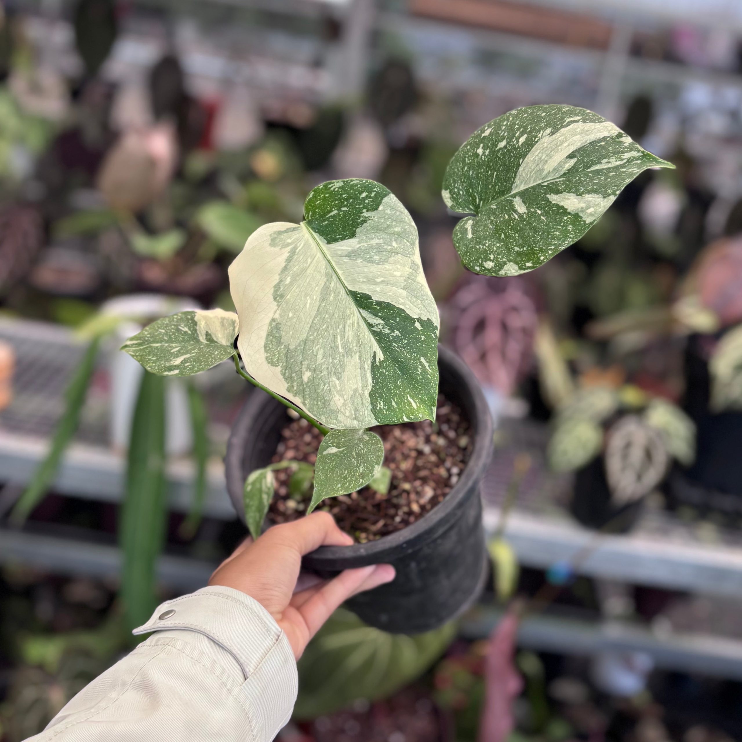 Monstera white snow variegated - Image 4