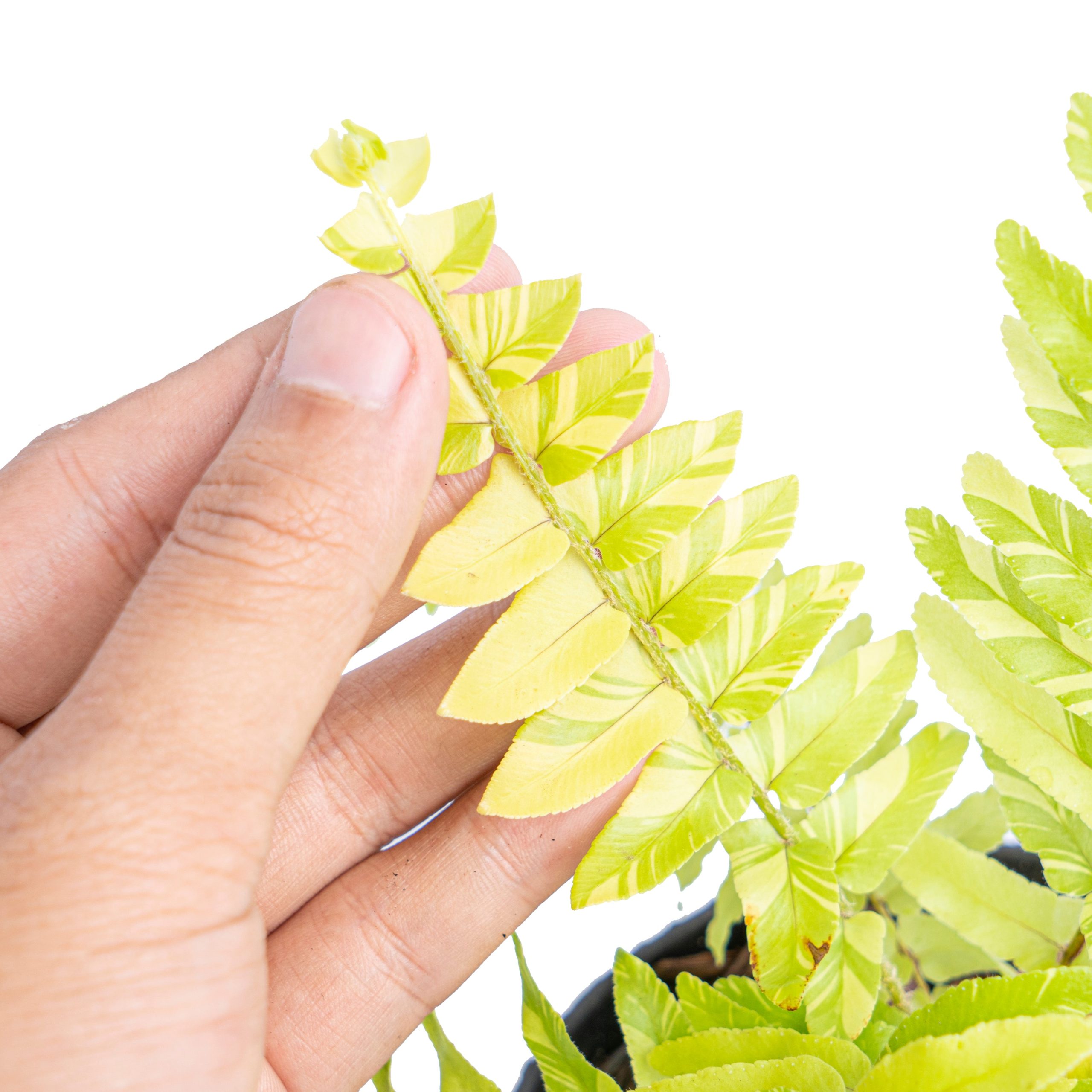 Nephrolepis exaltata variegated 'Boston fern' - Image 2