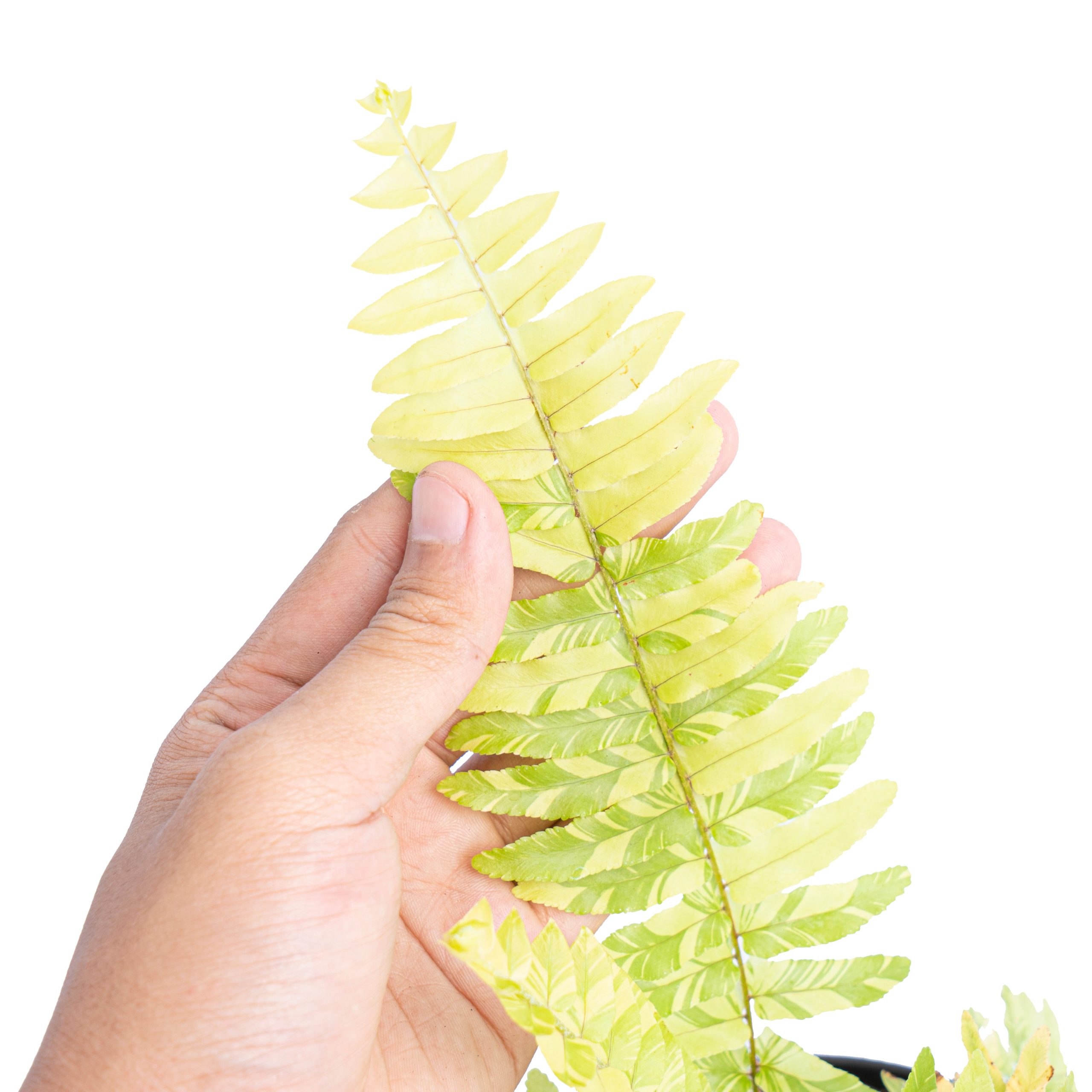Nephrolepis exaltata variegated 'Boston fern' - Image 3