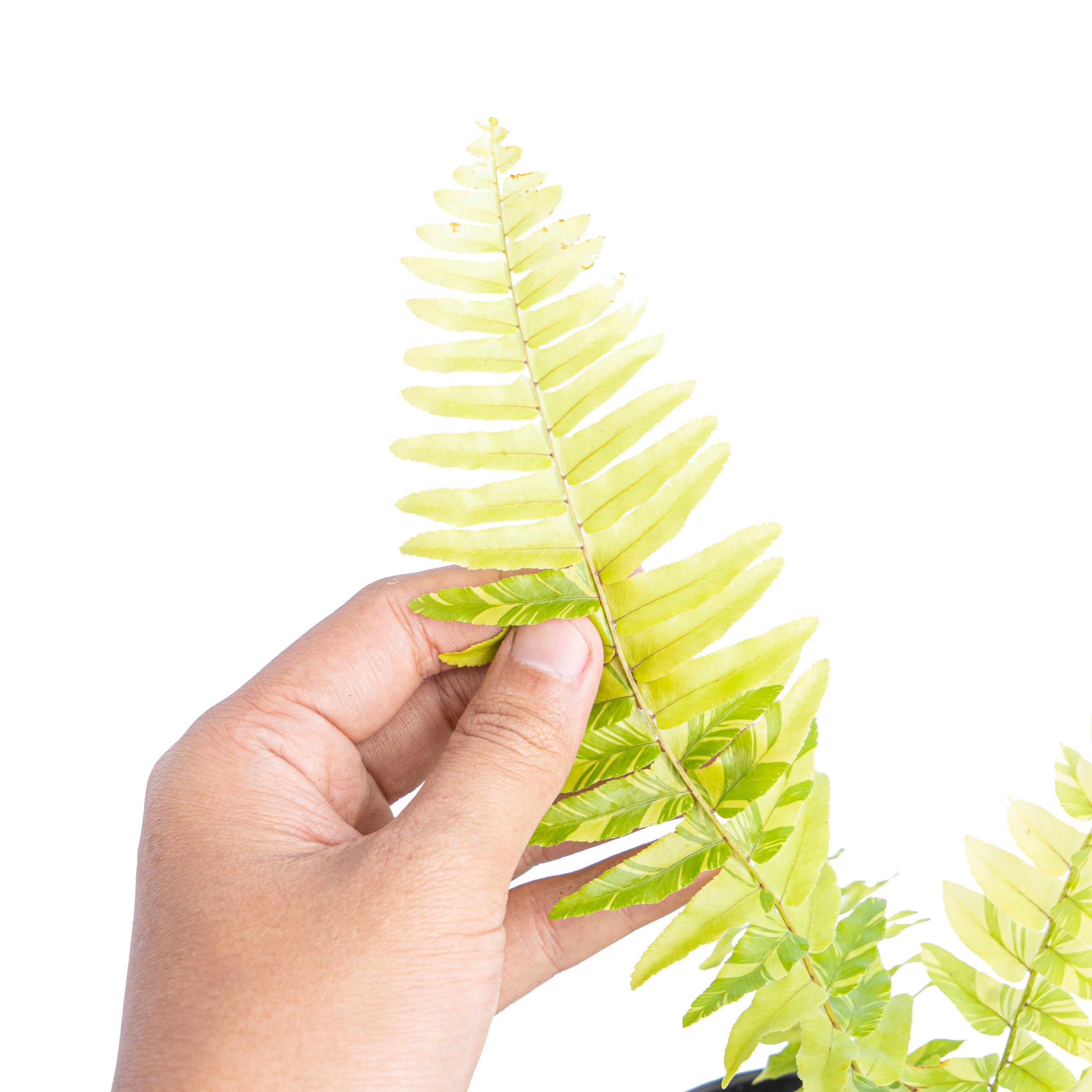 Nephrolepis exaltata variegated 'Boston fern' - Image 4