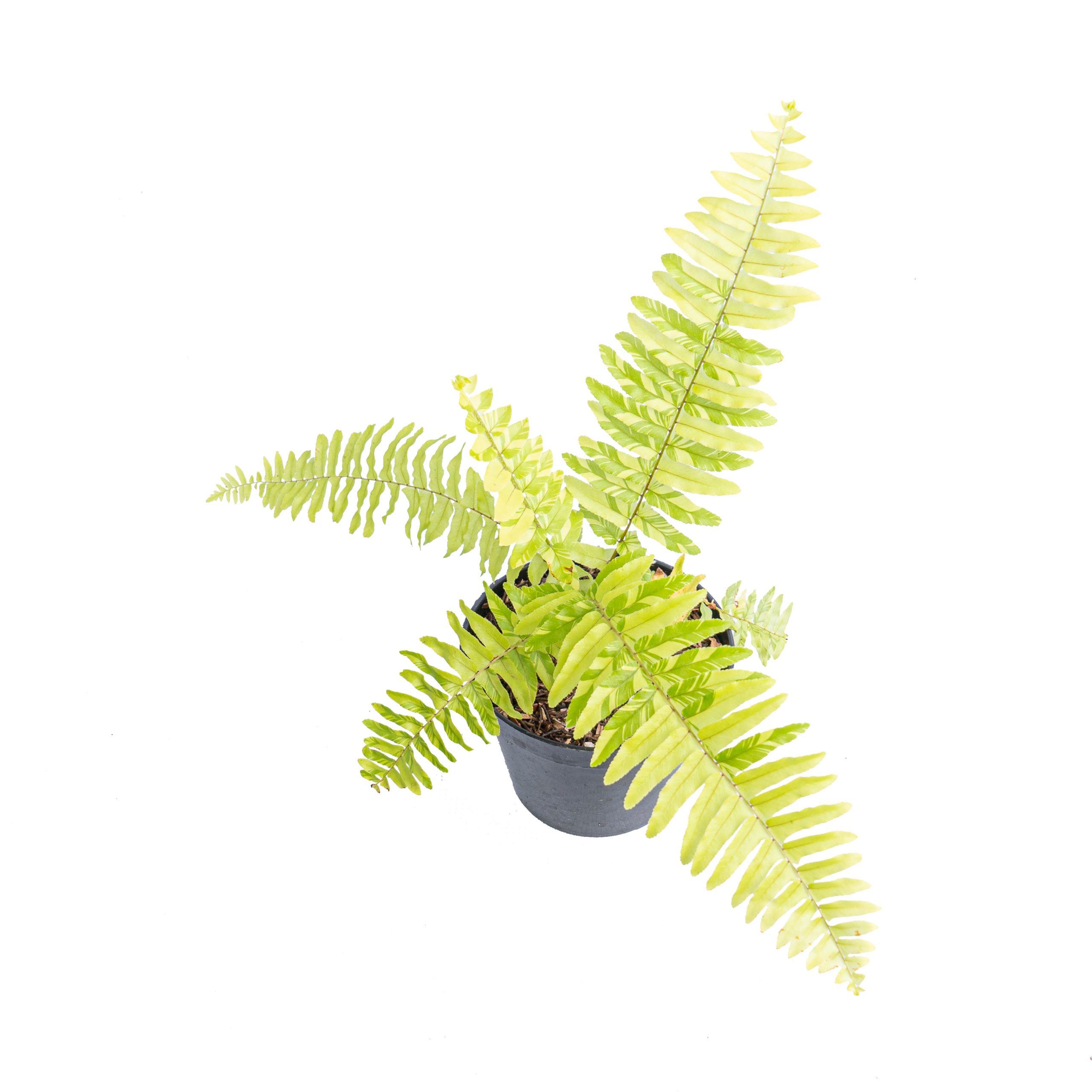 Nephrolepis exaltata variegated 'Boston fern' - Image 5
