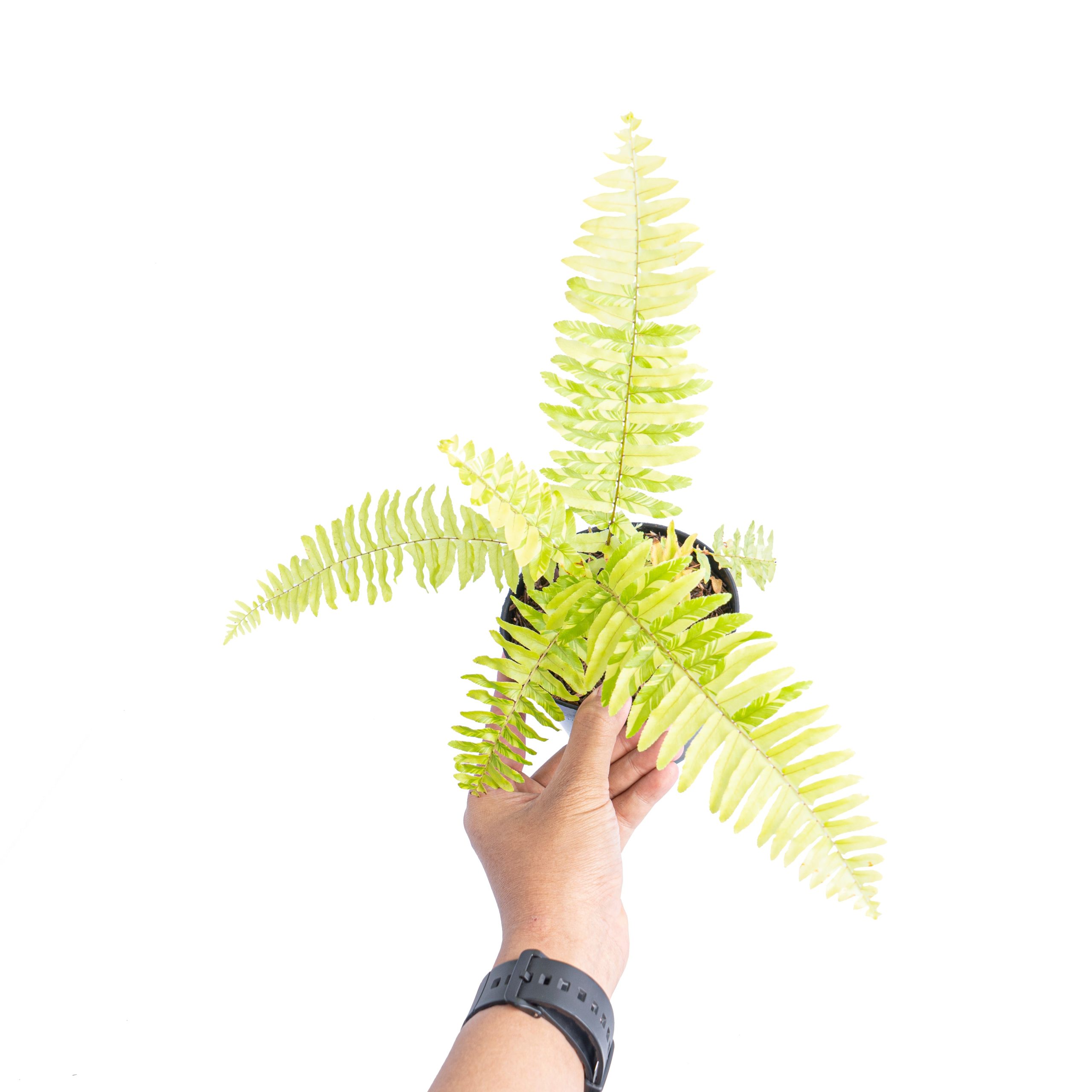 Nephrolepis exaltata variegated 'Boston fern' - Image 6