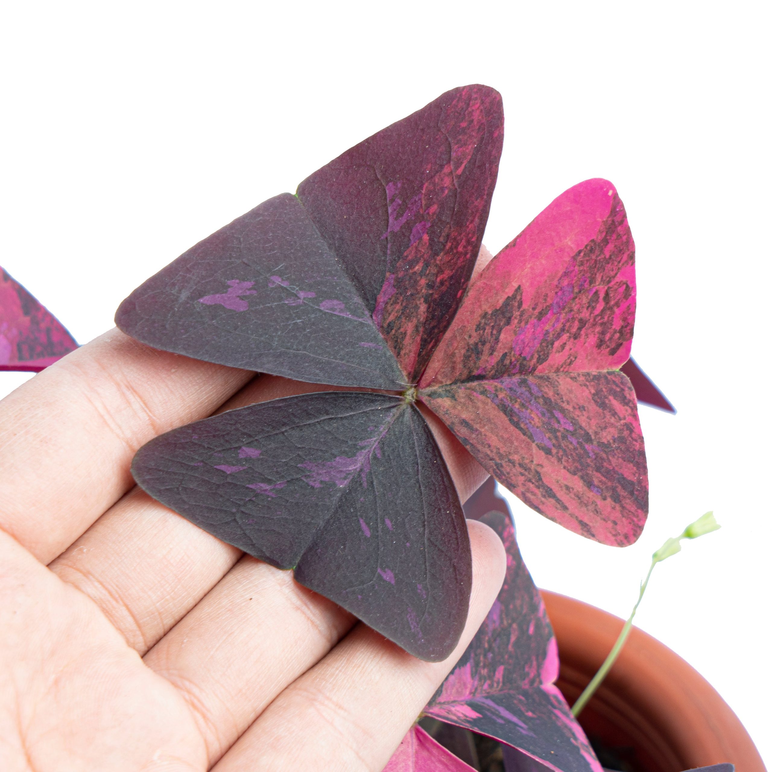 Oxalis triangularis variegated - Image 2