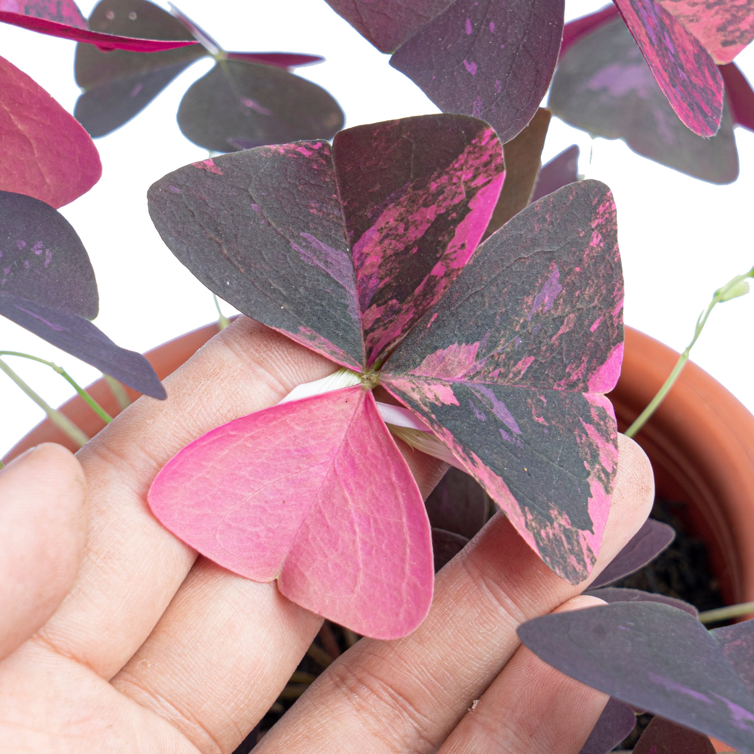 Oxalis triangularis variegated - Image 3