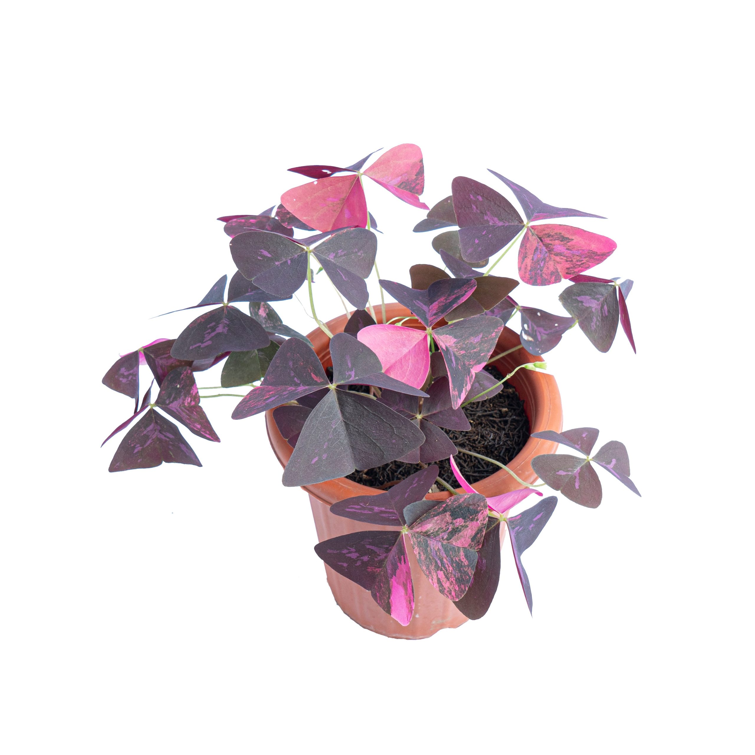Oxalis triangularis variegated - Image 4