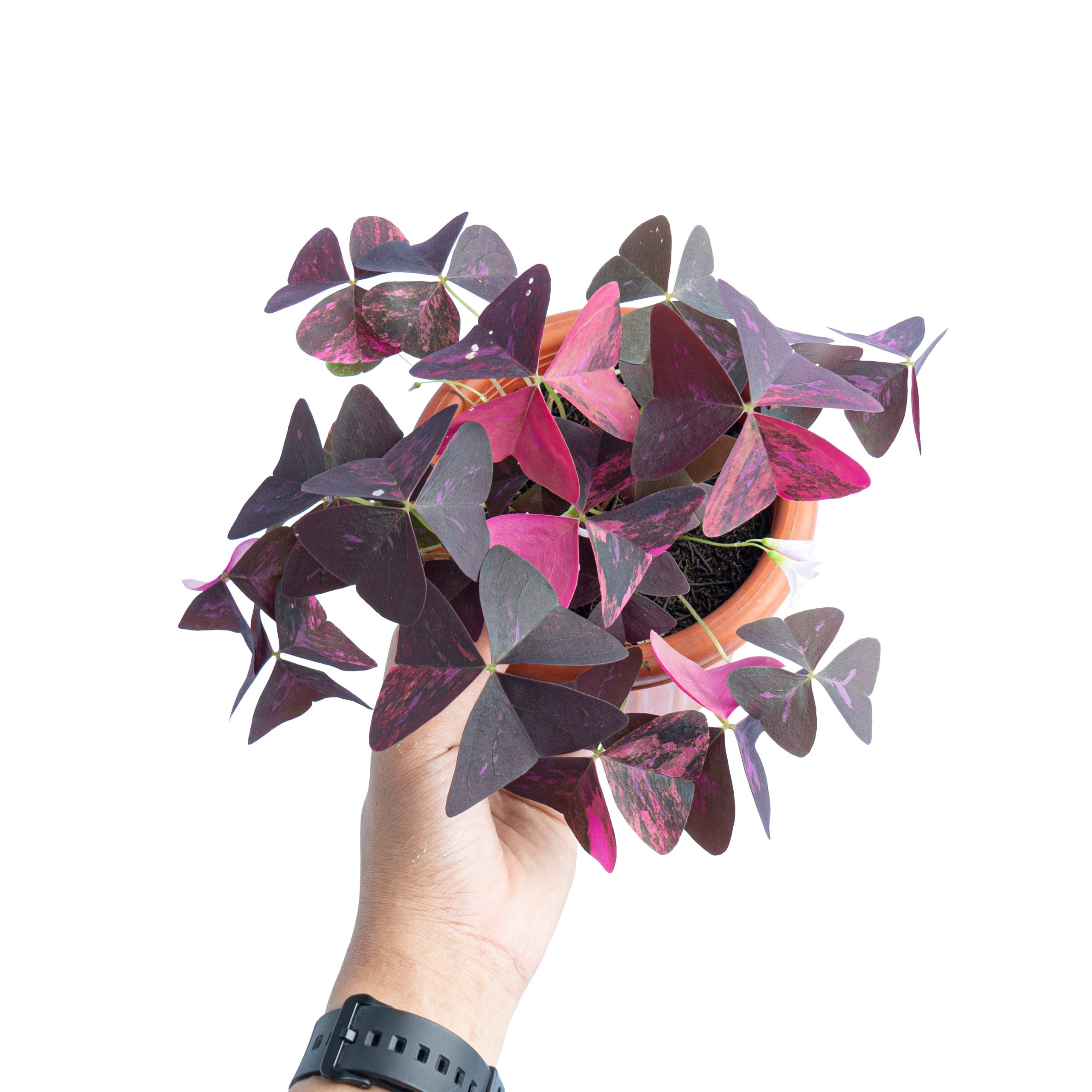 Oxalis triangularis variegated - Image 5