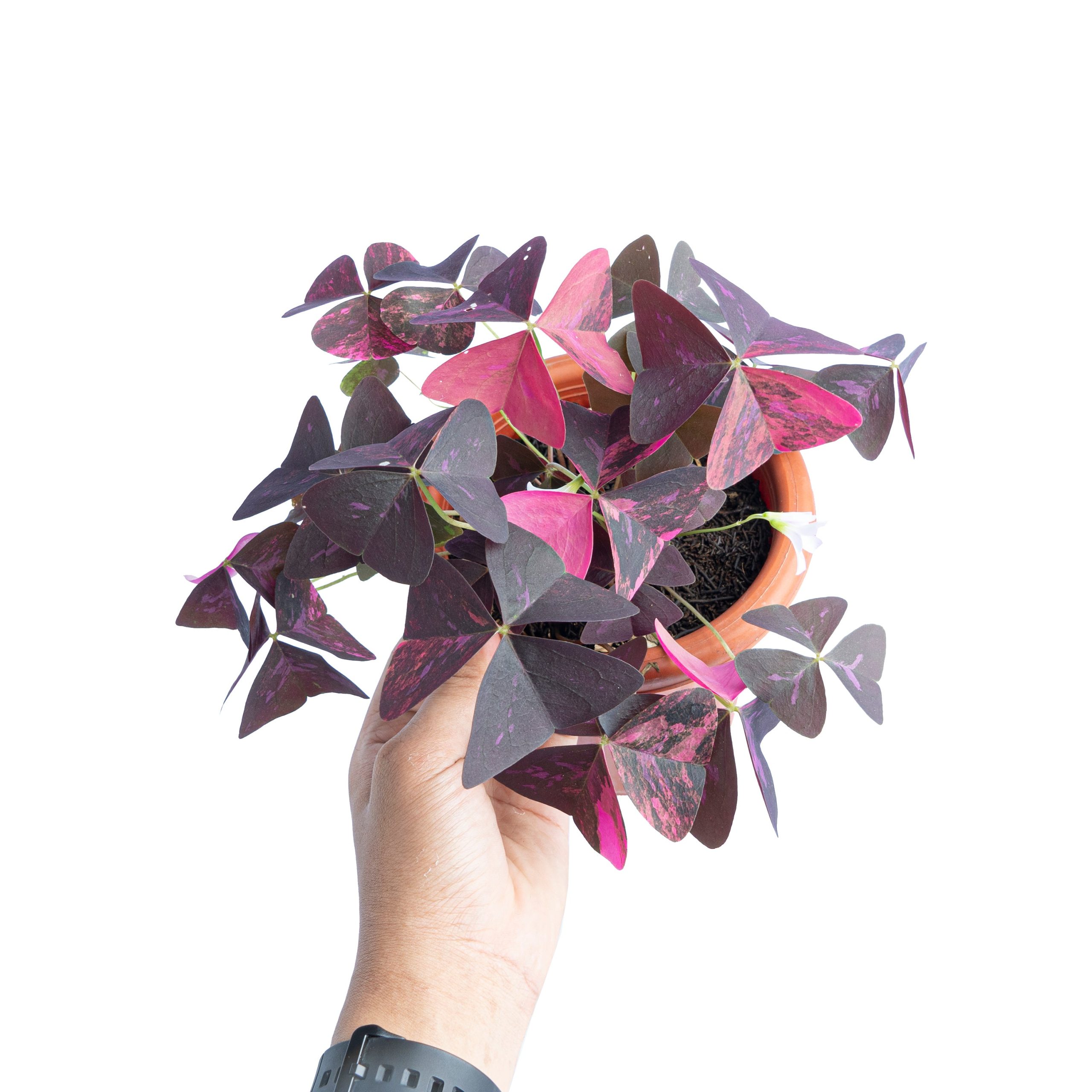 Oxalis triangularis variegated - Image 6