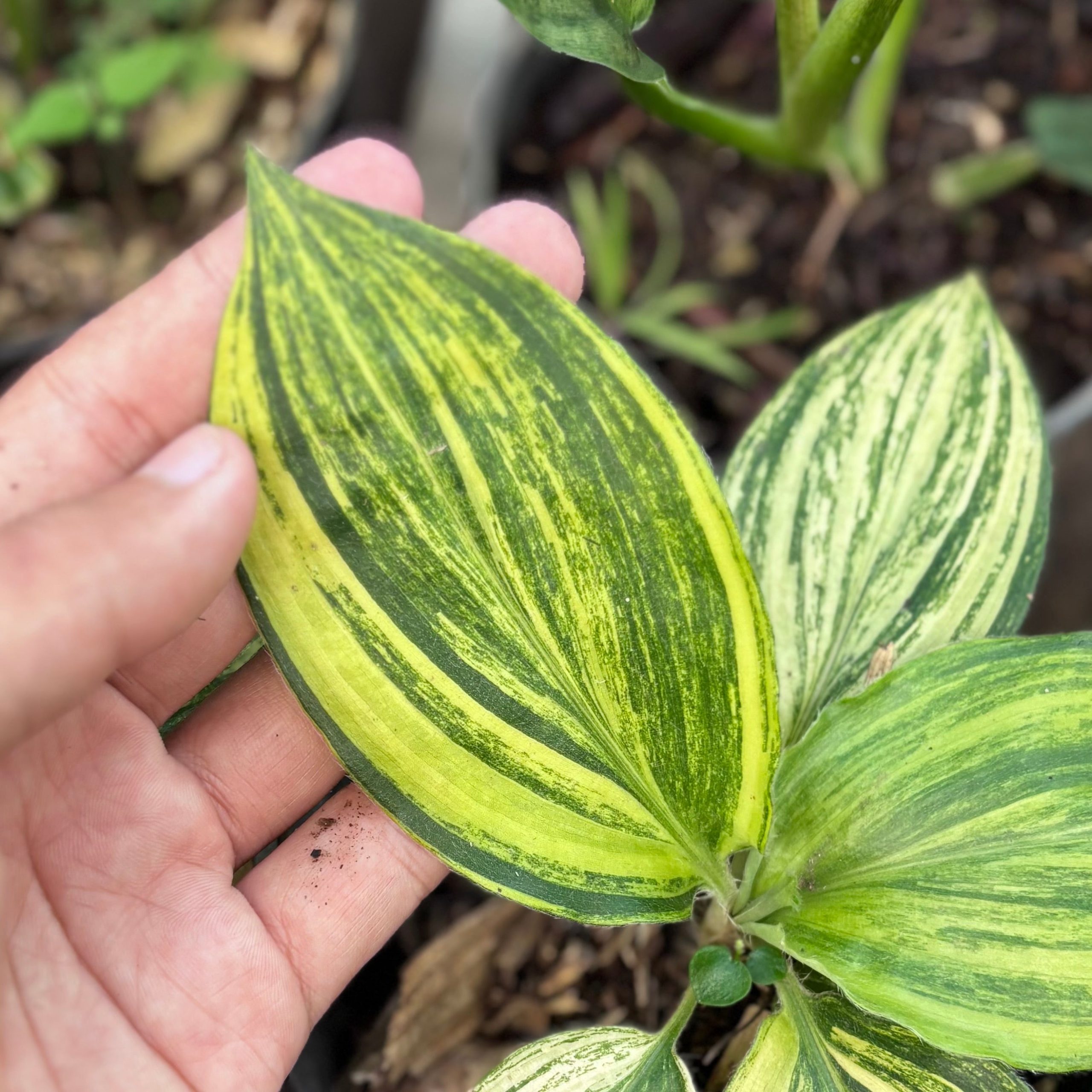 Palisota bracteosa variegated - Image 2