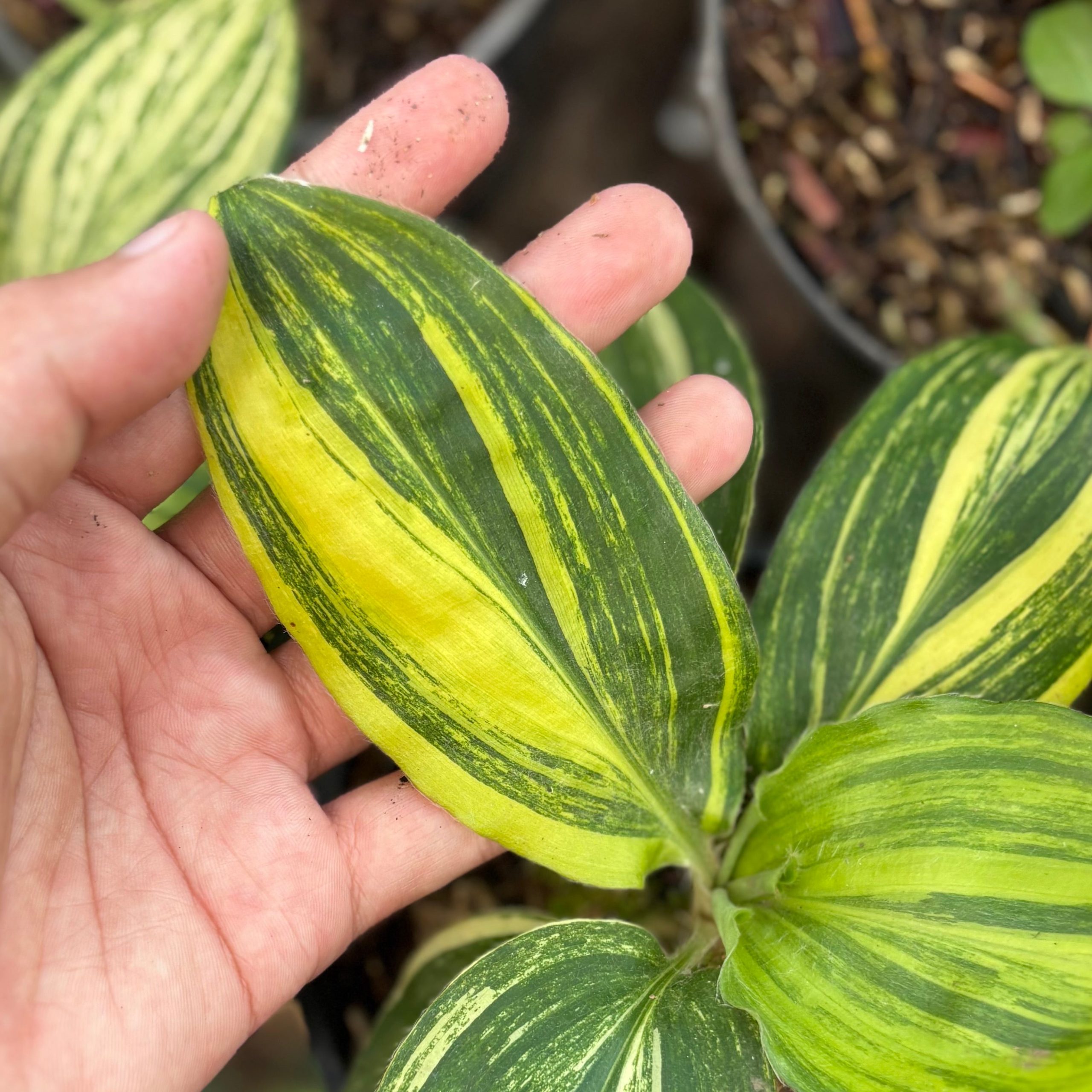 Palisota bracteosa variegated - Image 3
