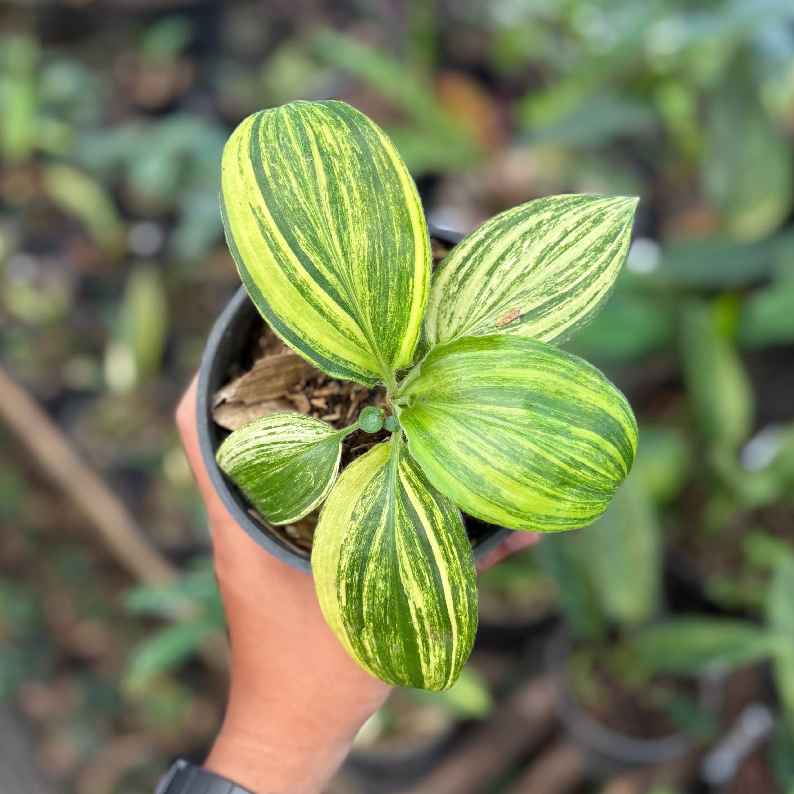 Palisota bracteosa variegated - Image 4
