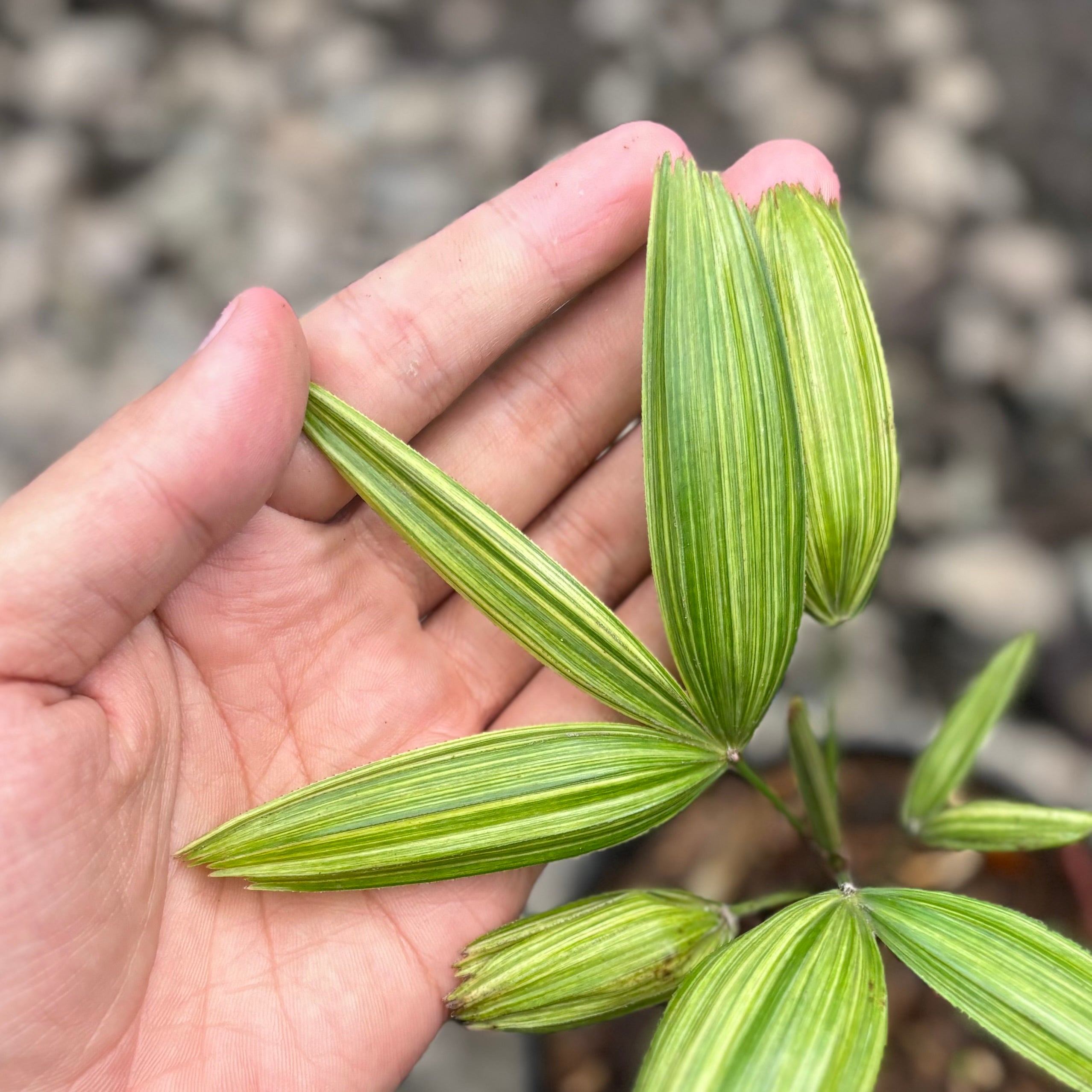Palm rhapis excelsa (lady palm) variegated - Image 2