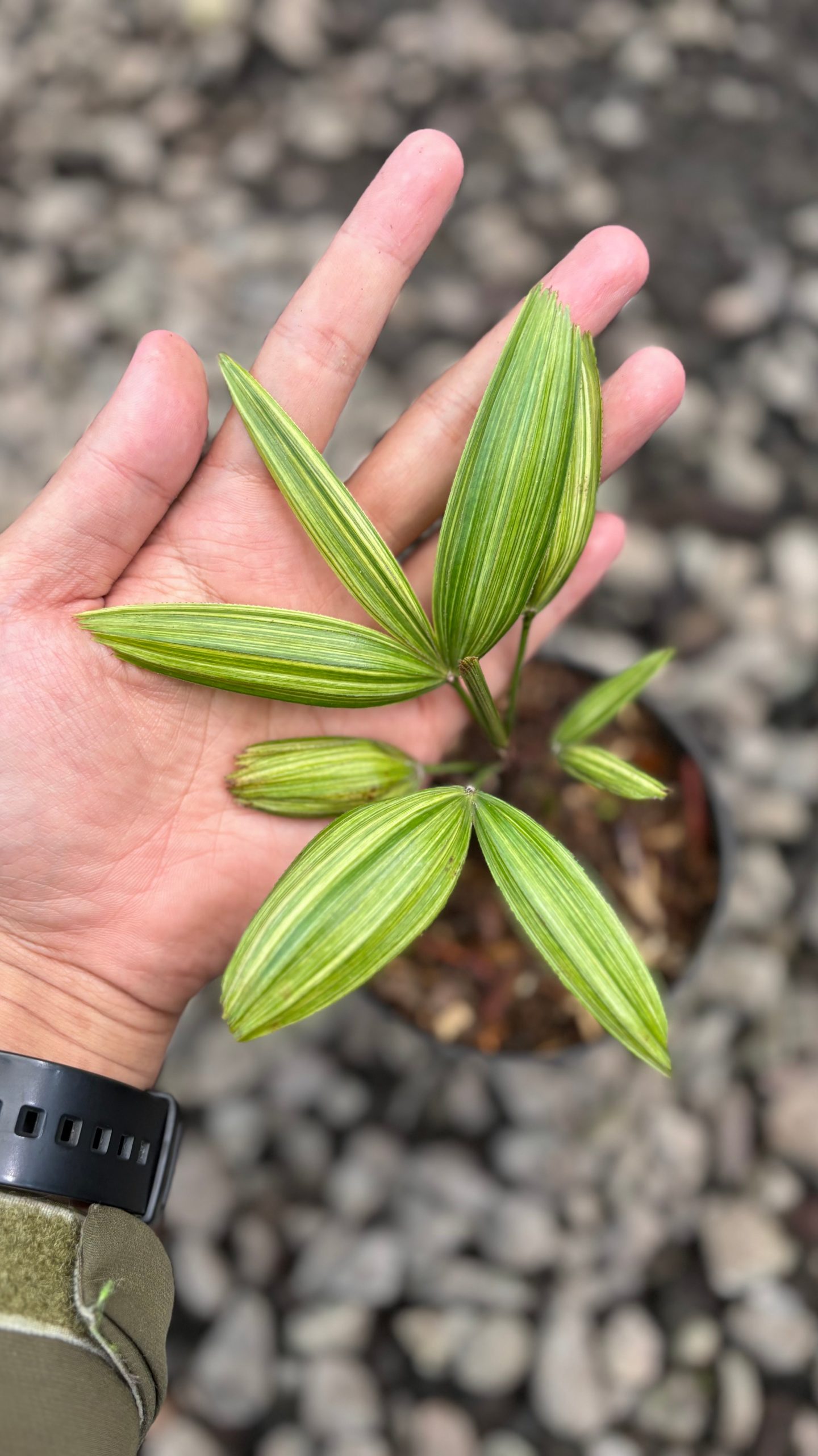 Palm rhapis excelsa (lady palm) variegated - Image 3