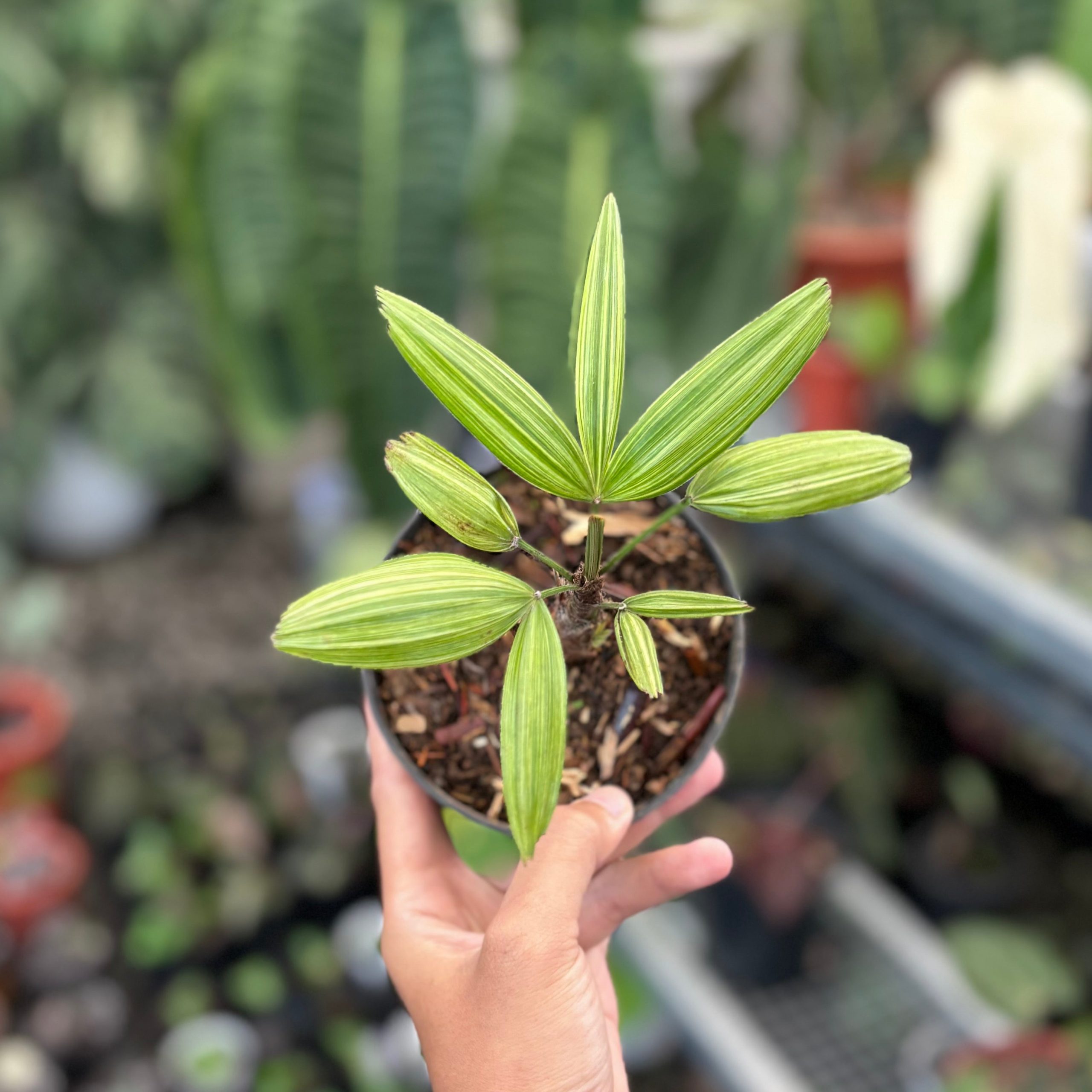 Palm rhapis excelsa (lady palm) variegated - Image 4