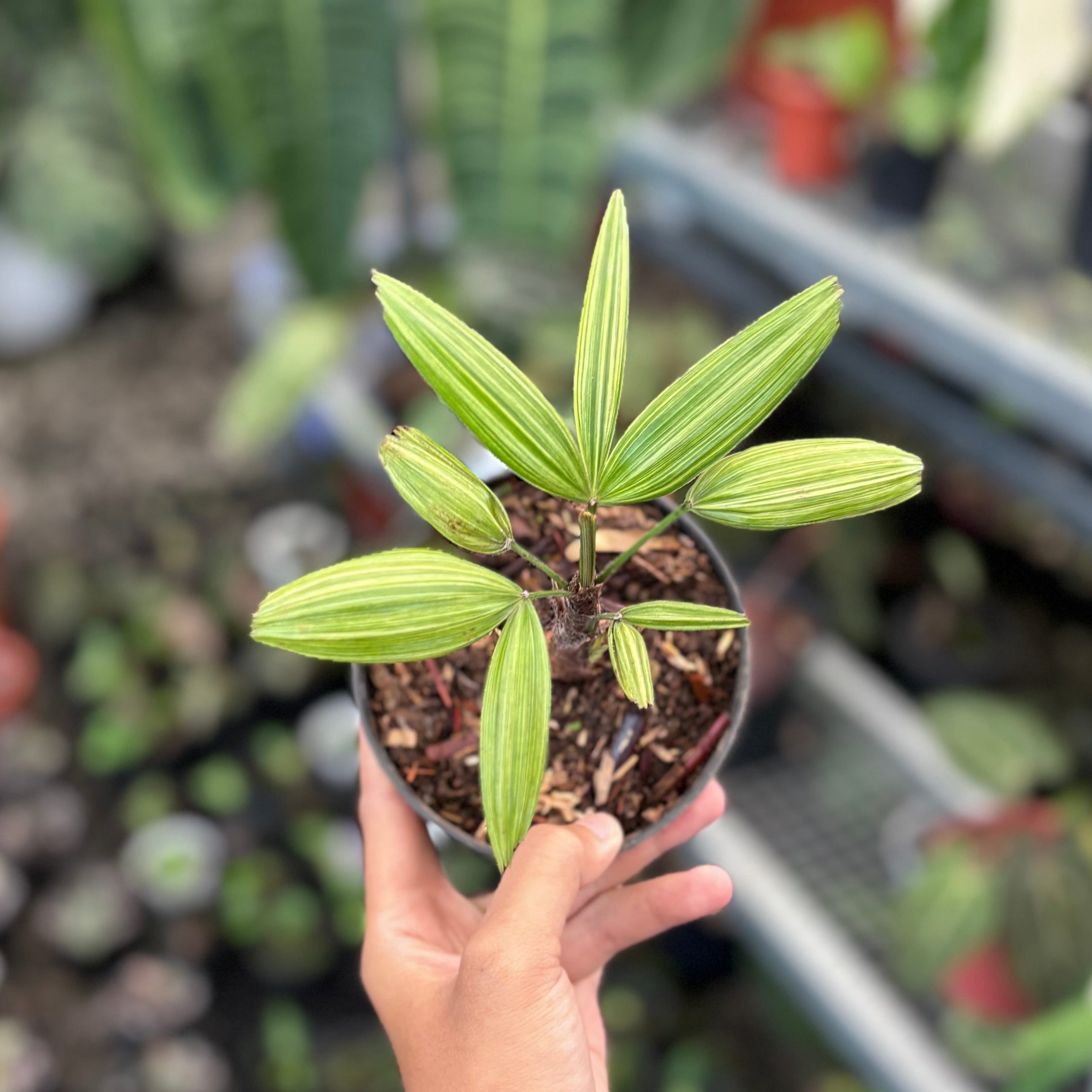 Palm rhapis excelsa (lady palm) variegated - Image 5