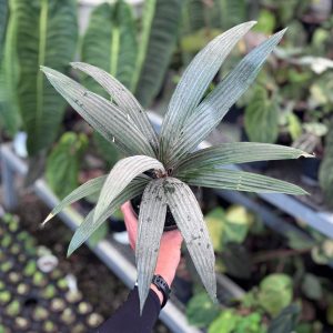 Palm sommeria leucophylla