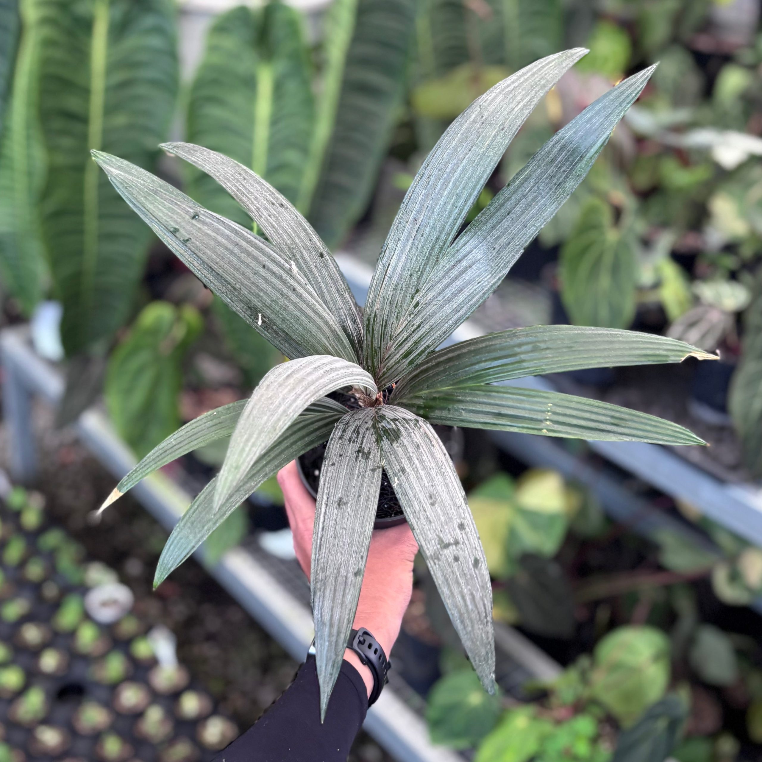 Palm sommeria leucophylla